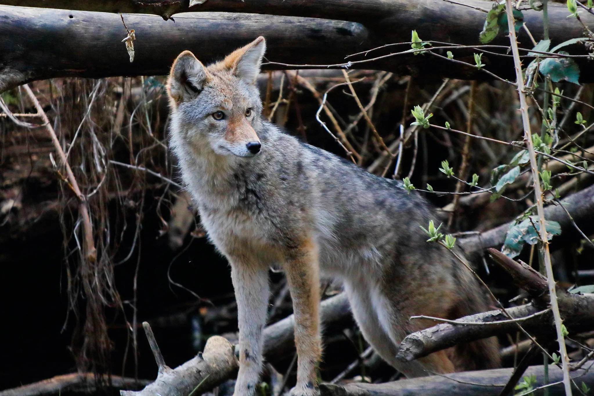 Coyote breeding season, Misconceptions fears, Stanley Park Ecology Society, Ecology events, 2050x1370 HD Desktop