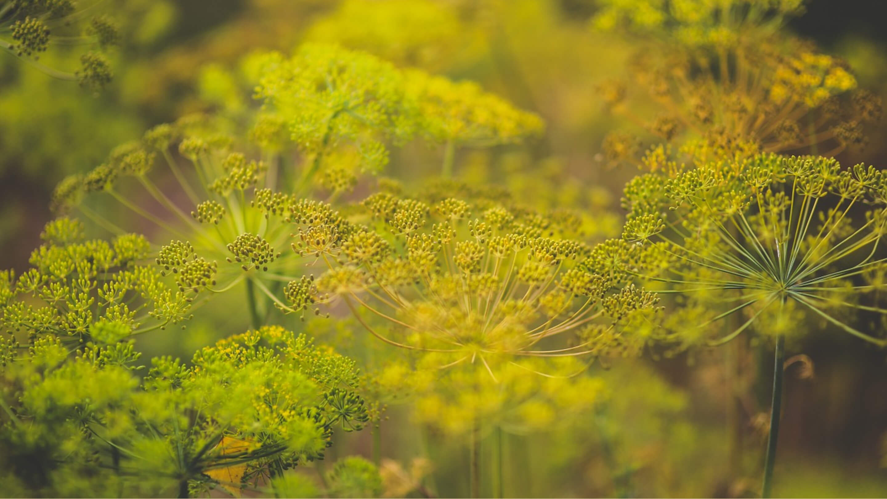 Dill from MN, Minnesota's herb, Local culinary gem, Farm to table delight, 2880x1620 HD Desktop