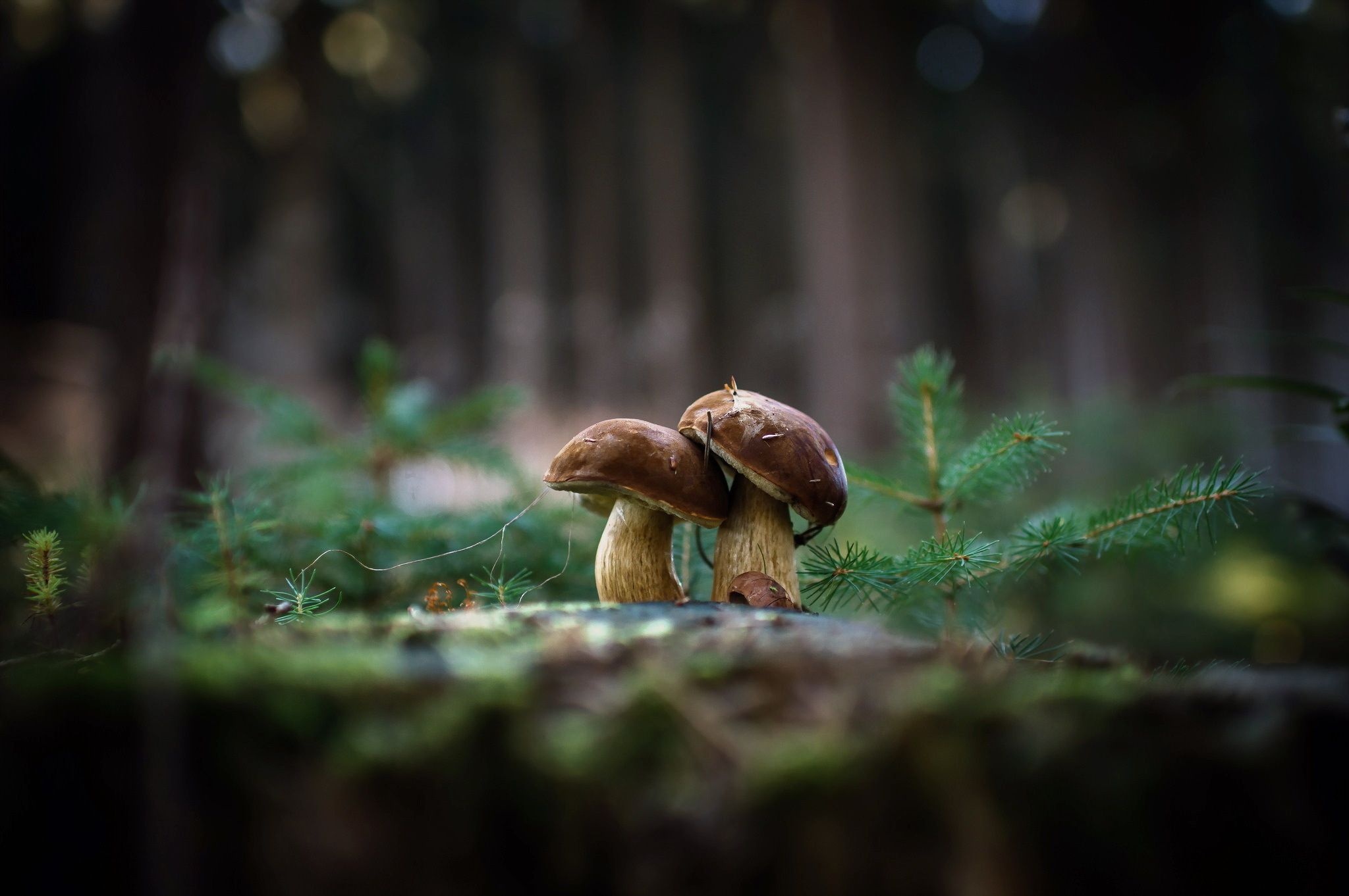 Mushroom forest backgrounds, top free, 2050x1370 HD Desktop