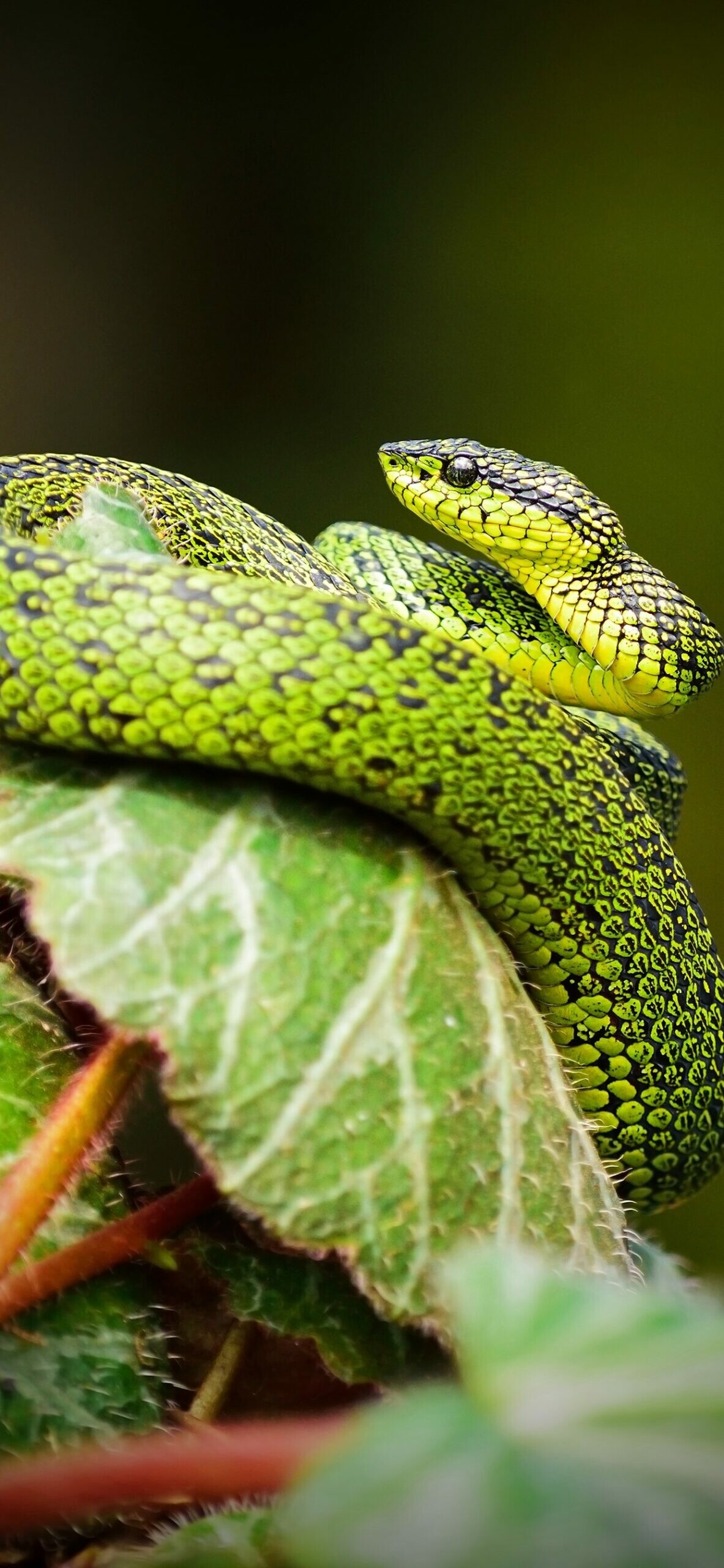 Snake: Most species focus by moving the lens back and forth in relation to the retina. 1190x2560 HD Wallpaper.