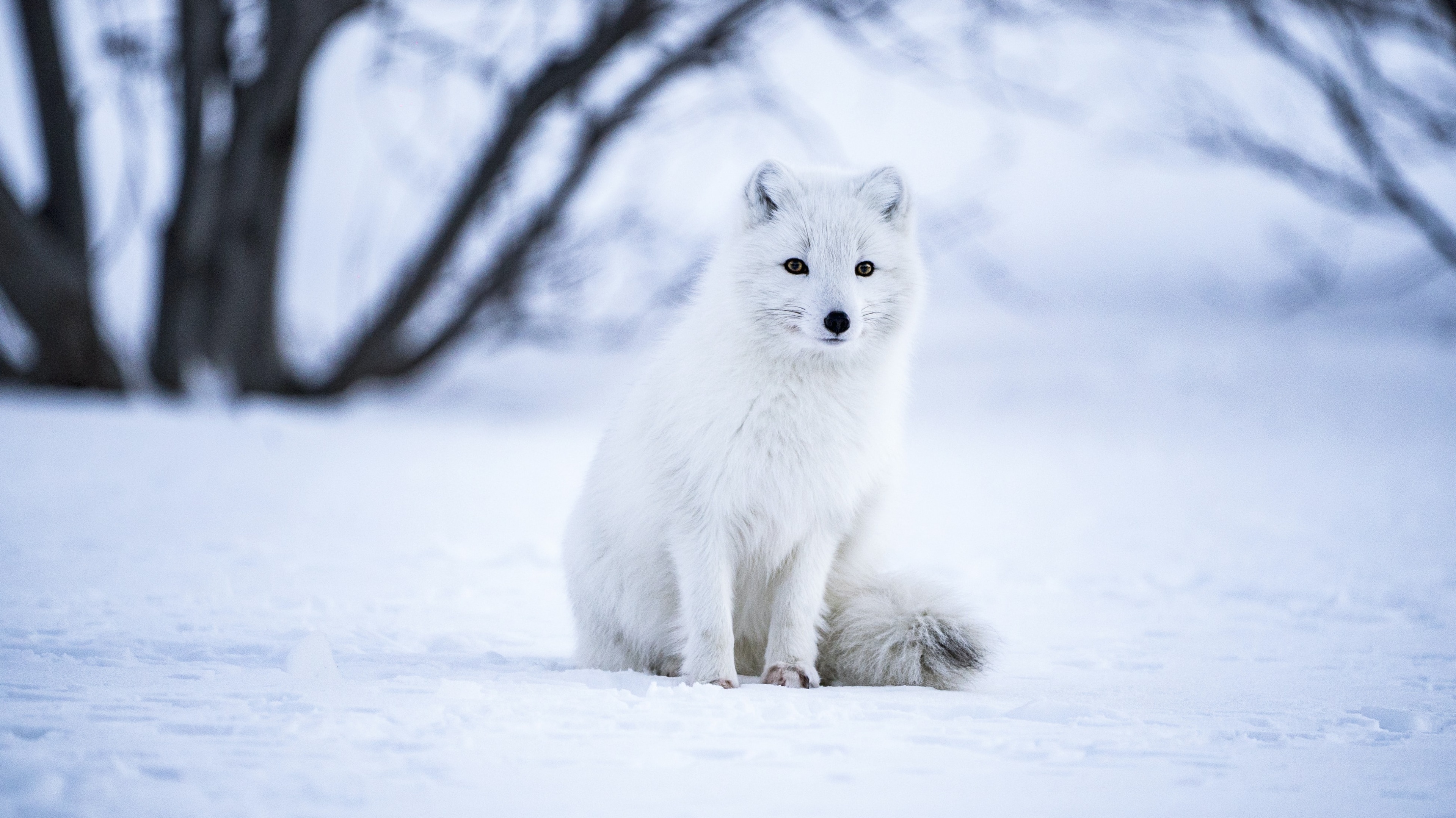 Arctic Fox, 4K wallpaper, White wolf, Selective focus, 3840x2160 4K Desktop
