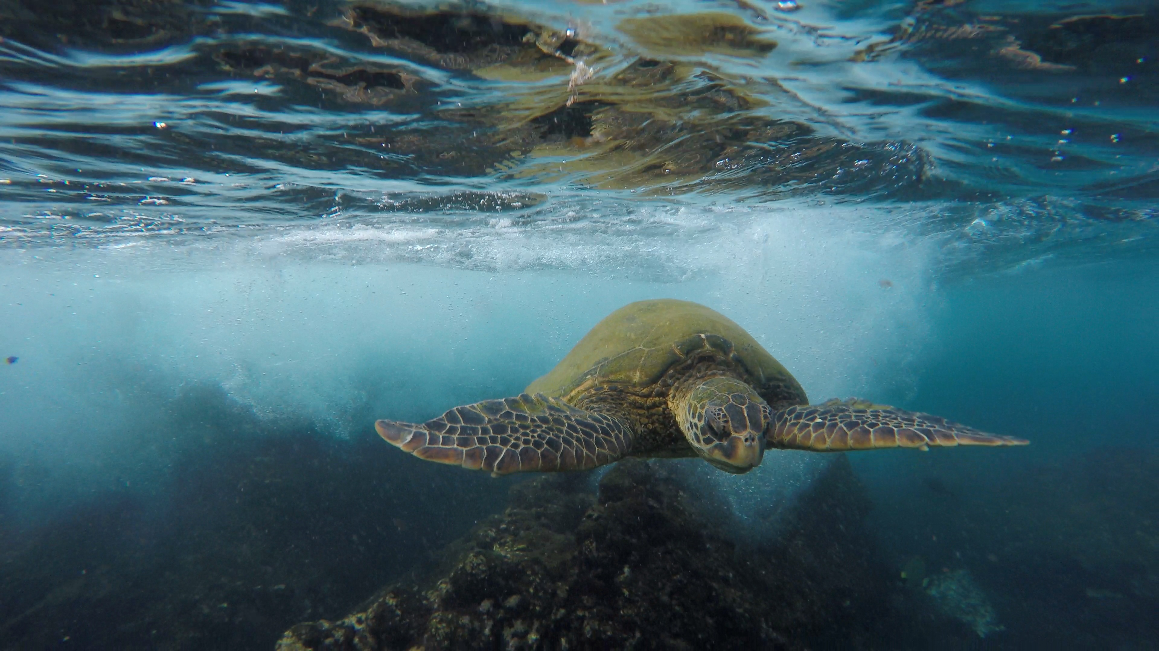 Absolutely beautiful sea turtle, Stunning image download, Nature's perfection, Treasured creature, 3840x2160 4K Desktop
