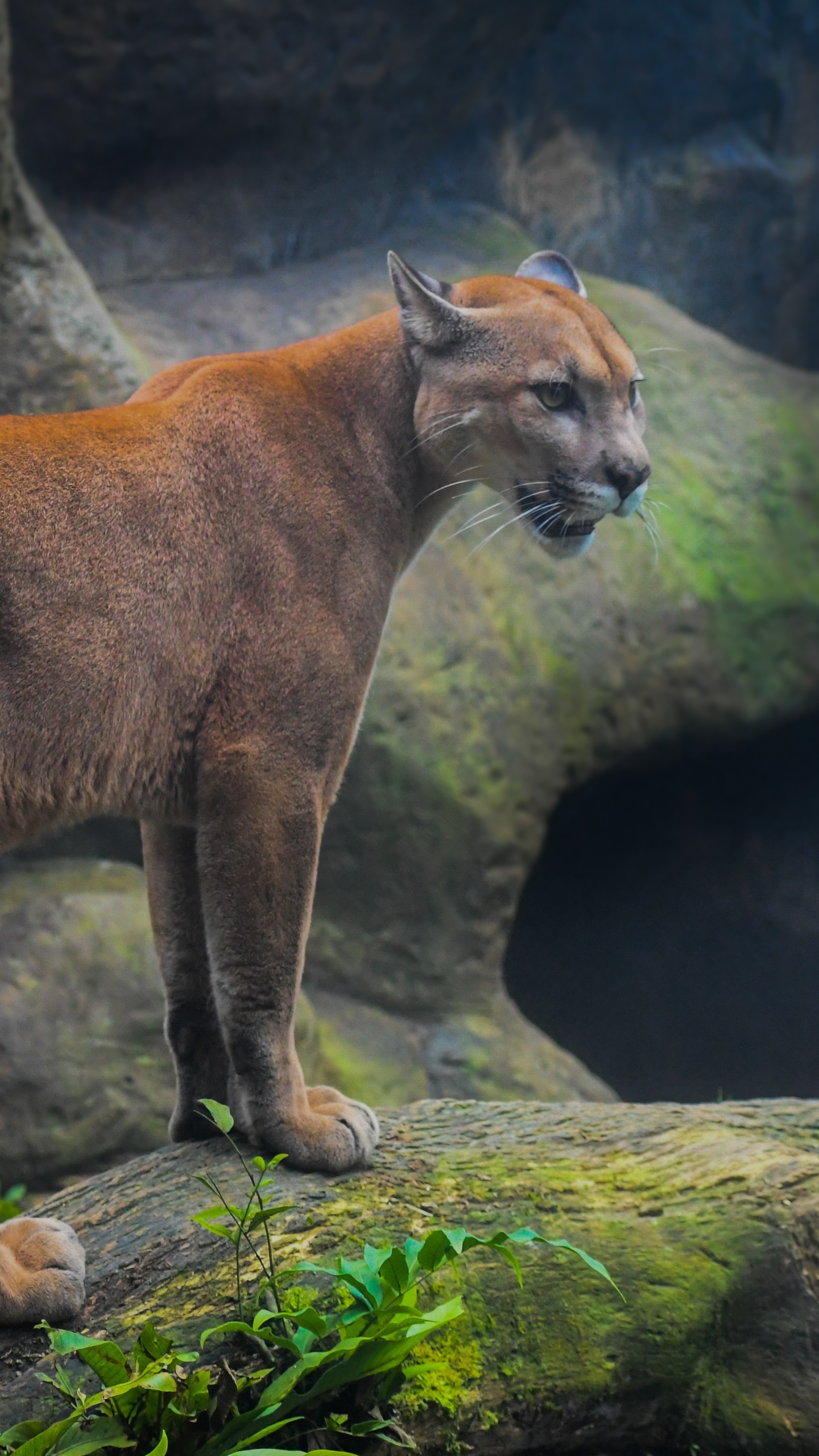 Cougar, 5K resolution, Sony Xperia backgrounds, Stunning images, 2160x3840 4K Phone