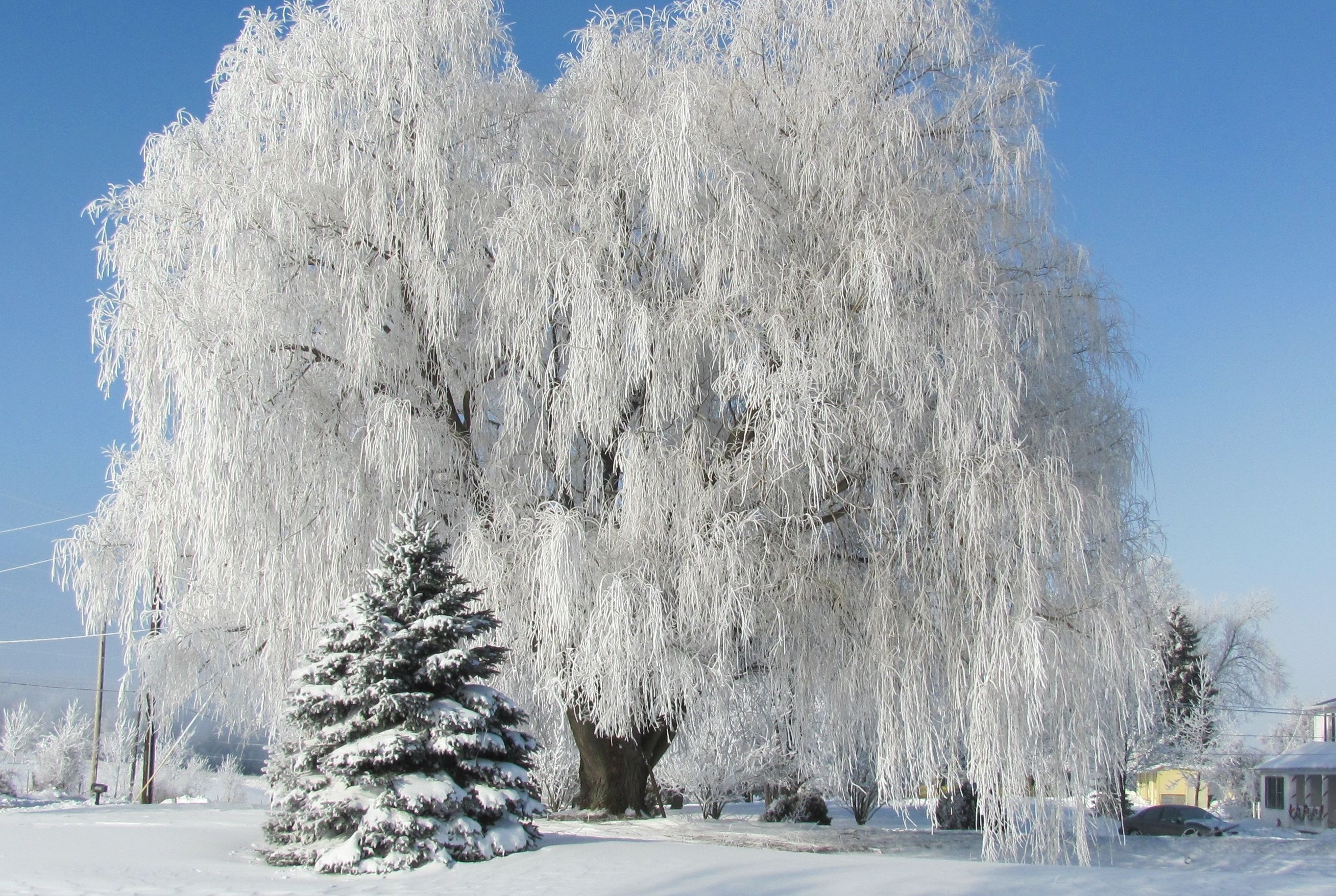Willow Tree, Free download, Nature's beauty, Serene scenes, 2620x1760 HD Desktop