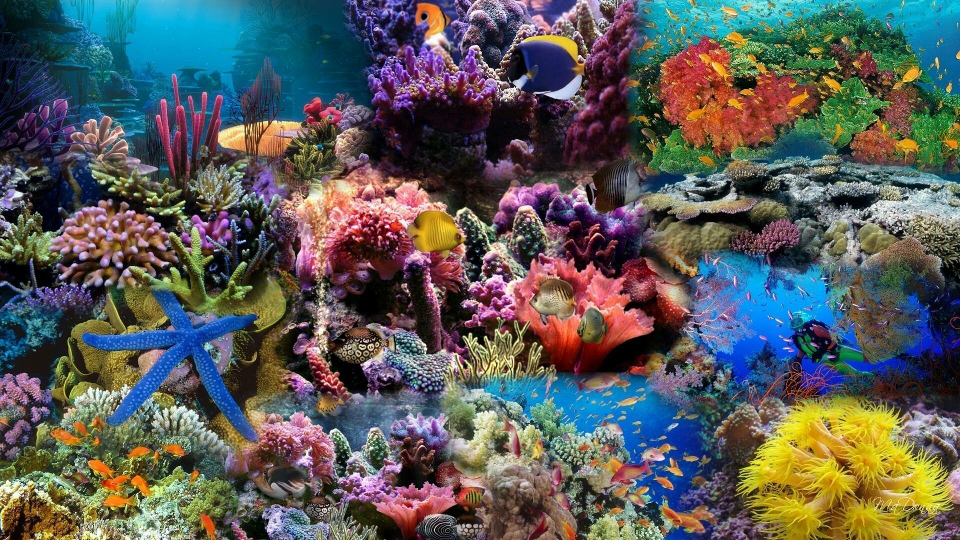 Coral Reef: Reefs are home to a variety of animals, including fish, seabirds, sponges, cnidarians, worms, crustaceans, mollusks, echinoderms, sea squirts, sea turtles, and sea snakes. 1920x1080 Full HD Background.