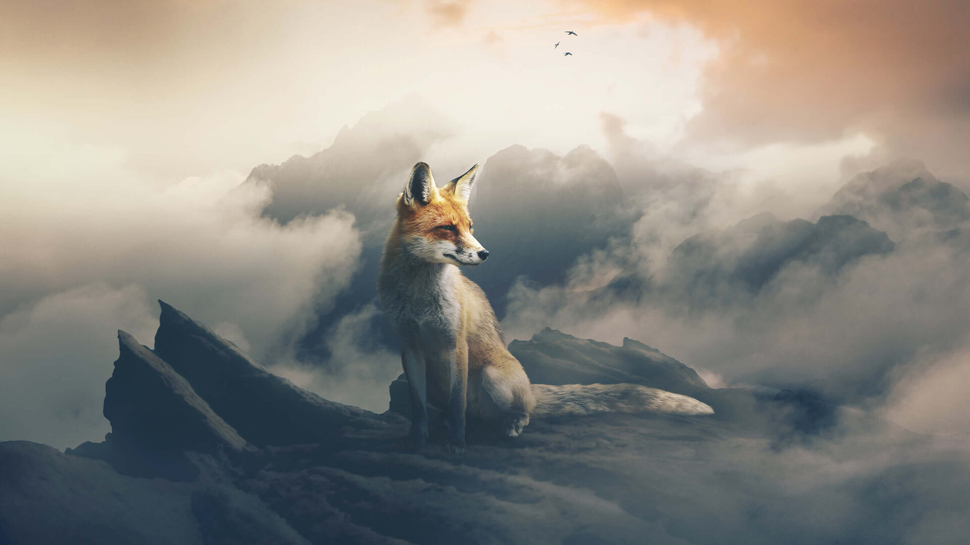 Fox: Can be characterized by its beautiful color and white-tipped fluffy tail. 1920x1080 Full HD Background.