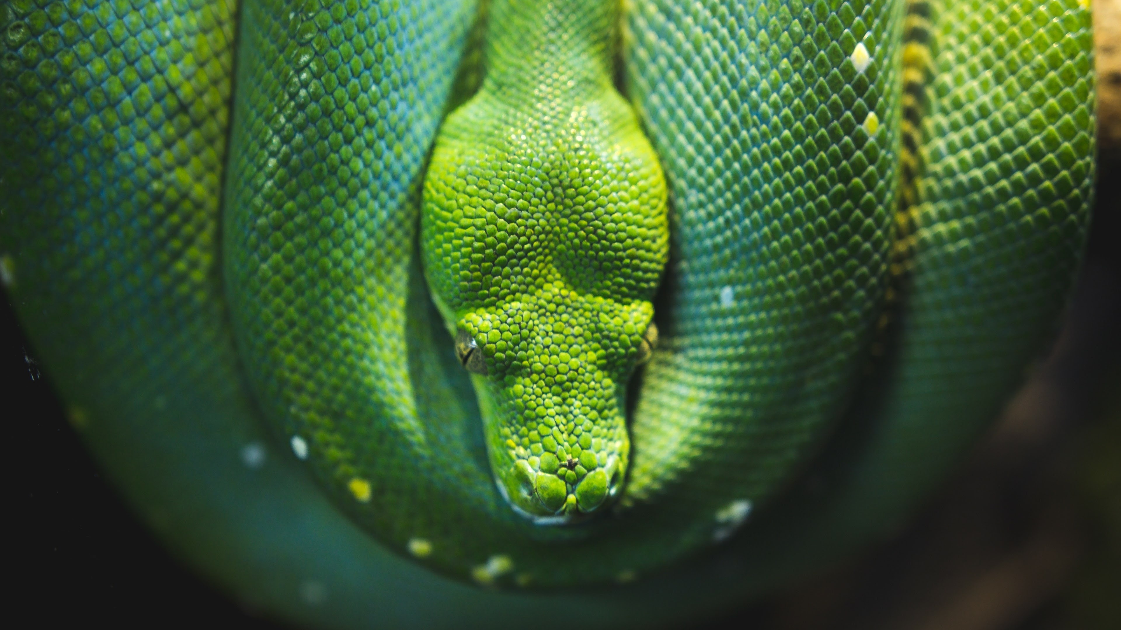 Green tree python, HD wallpaper, Desktop and mobile, Serpent in ultra HD, 3840x2160 4K Desktop