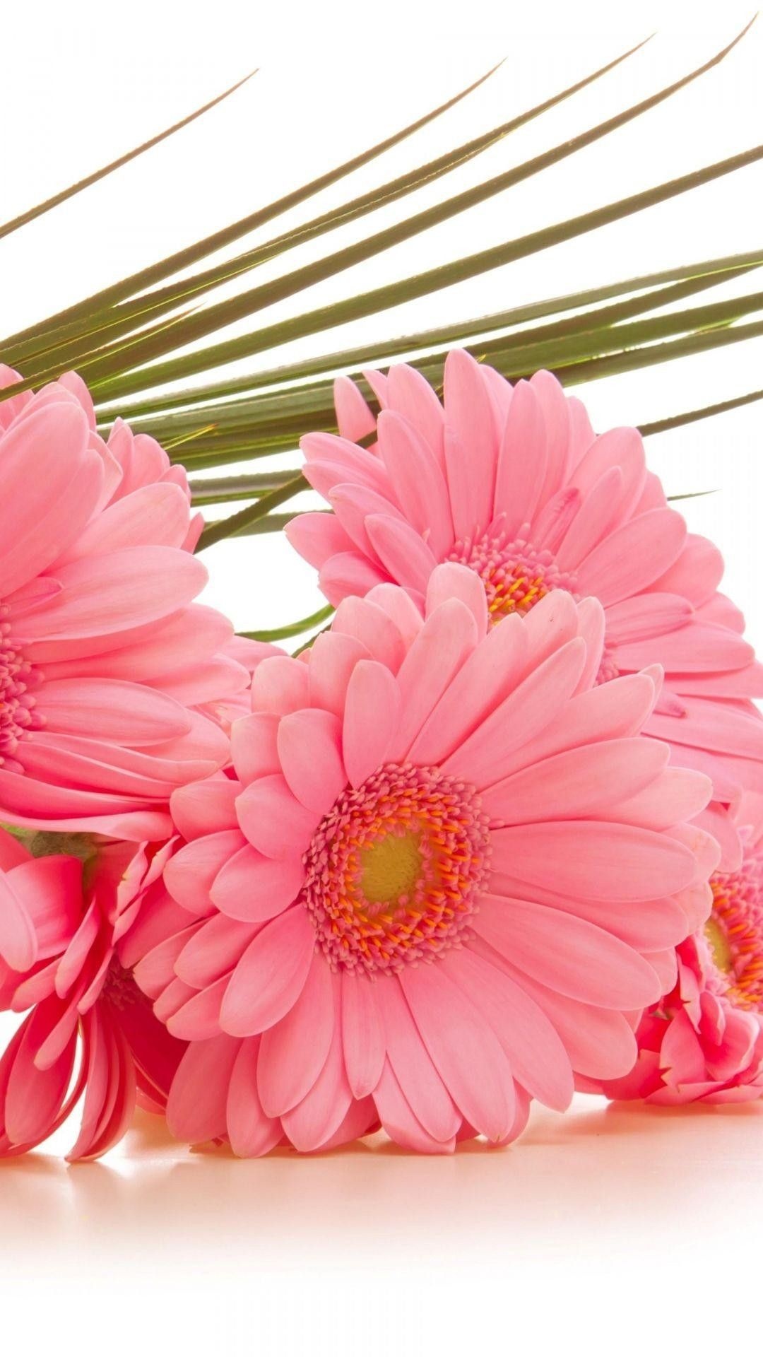 Gerbera Daisy: Daisy-like blooms grow to 5 inches wide with layers of thin petals. 1080x1920 Full HD Background.