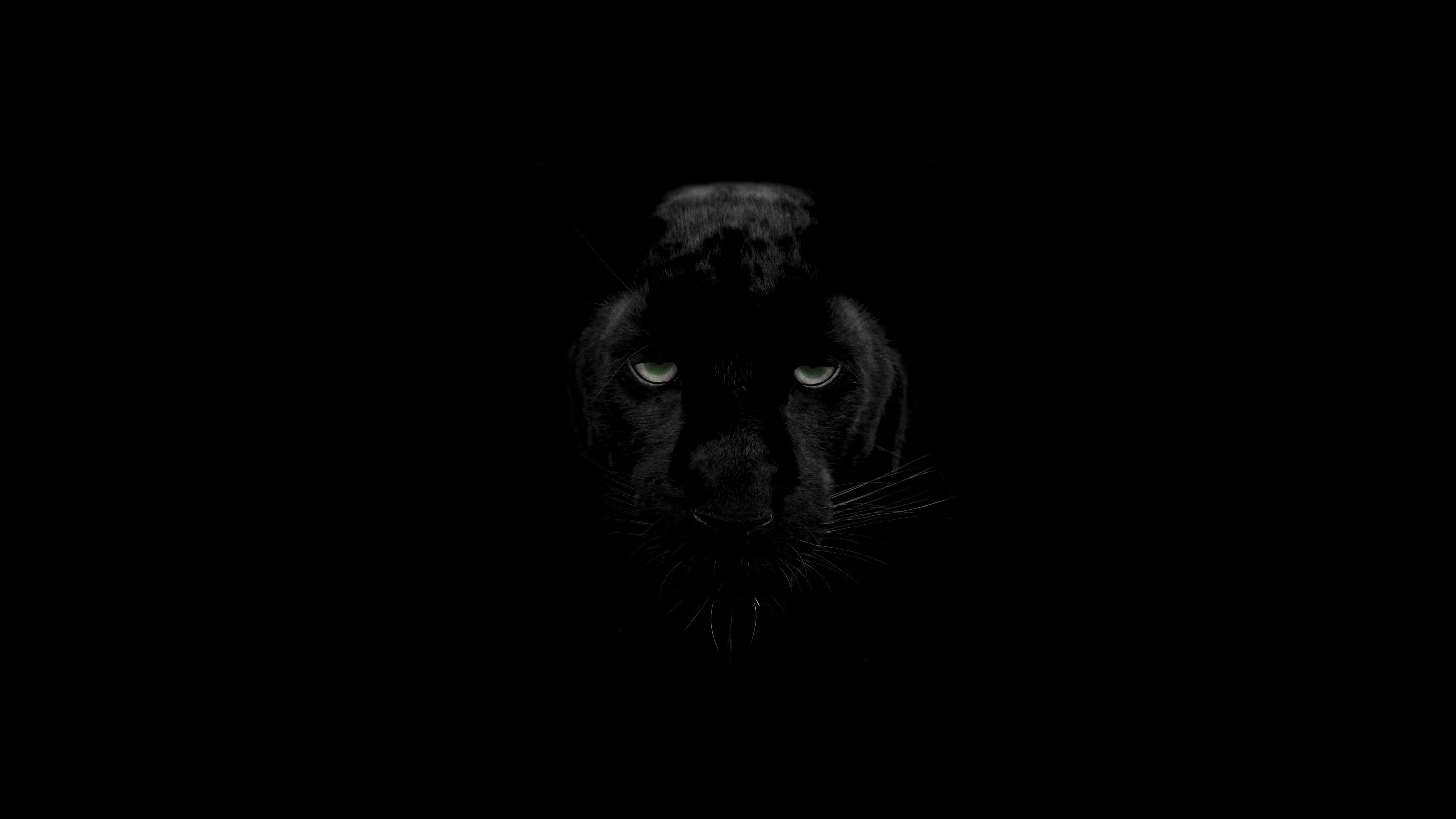 Black Panther (Animal): The melanistic color variant of the leopard, Panthera pardus. 3840x2160 4K Background.