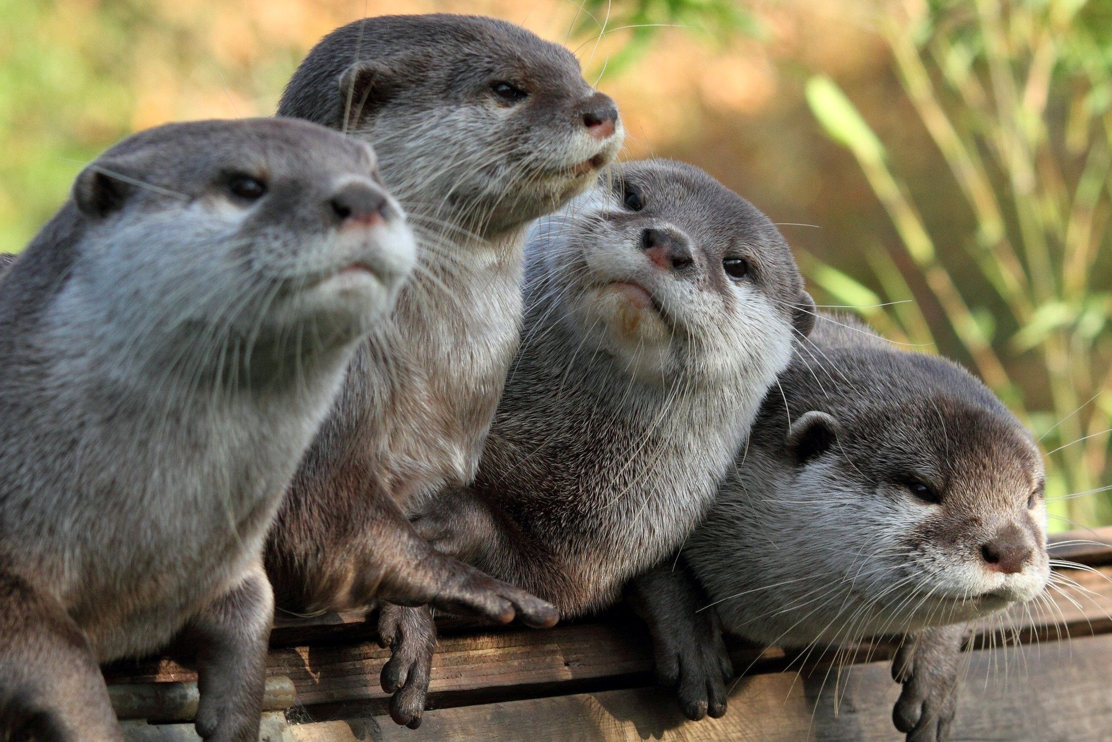 Stunning river otter wallpapers, Adorable otter facts, Cute and charismatic, Dive into their world, 2250x1510 HD Desktop