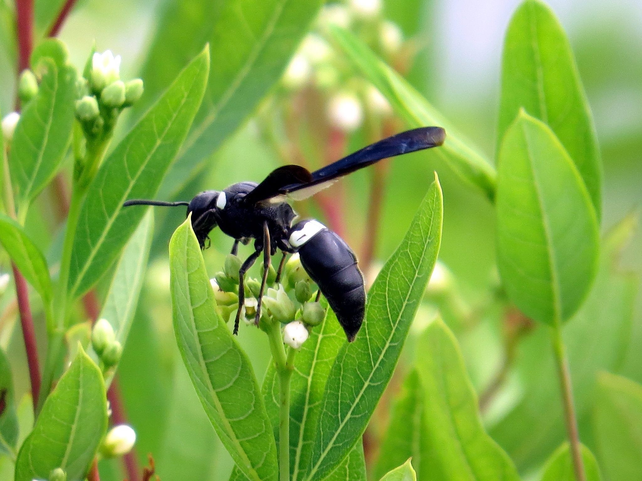 Female black wasp, Busy bee, Fascinating insect, Nature's wonder, 2050x1540 HD Desktop
