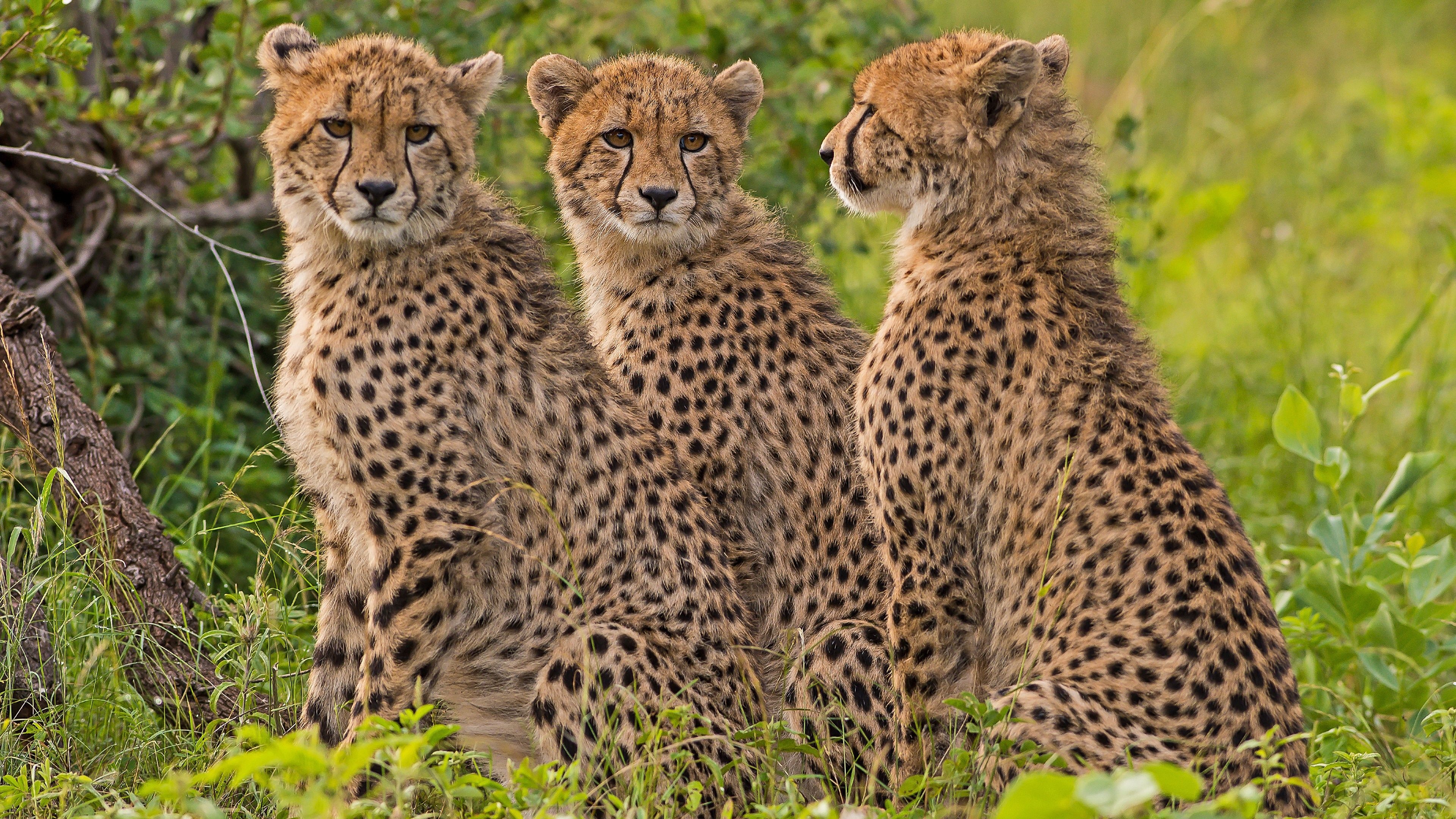 Three young cheetahs, Majestic and playful, Striking animal wallpaper, Captivating wildlife, 3840x2160 4K Desktop