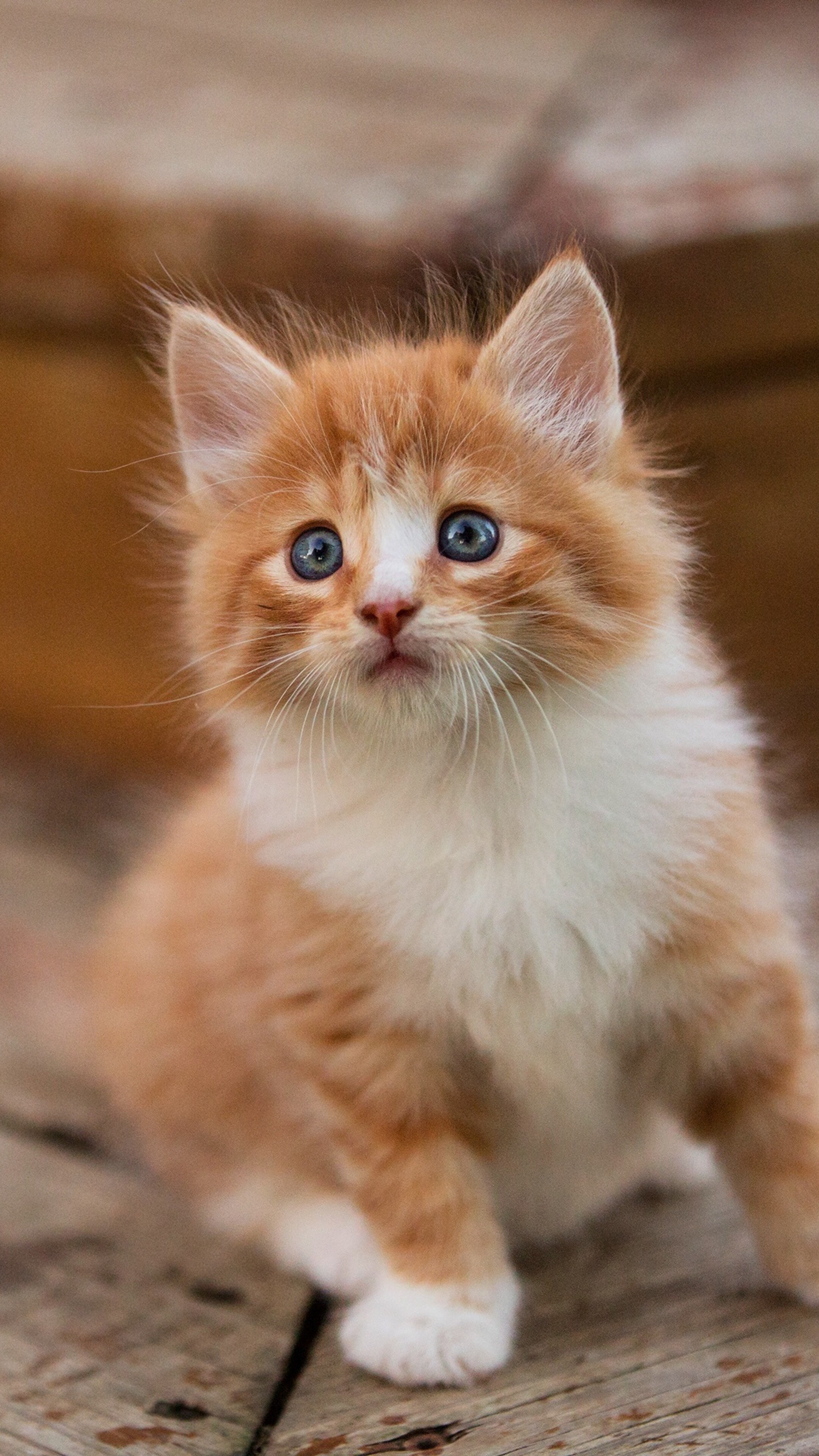 Kitten: Cat, A furry animal that has a long tail and sharp claws, Paws. 2160x3840 4K Wallpaper.