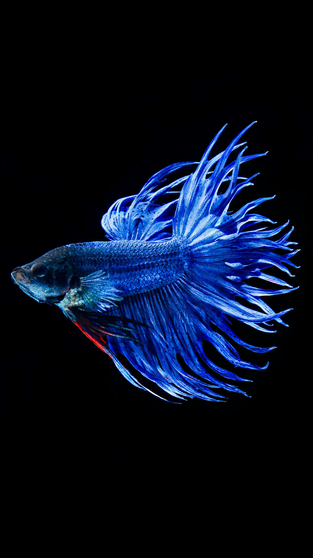 iPhone fish wallpapers, Pixelstalk collection, Beautiful fish imagery, Stunning backgrounds, 1080x1920 Full HD Phone