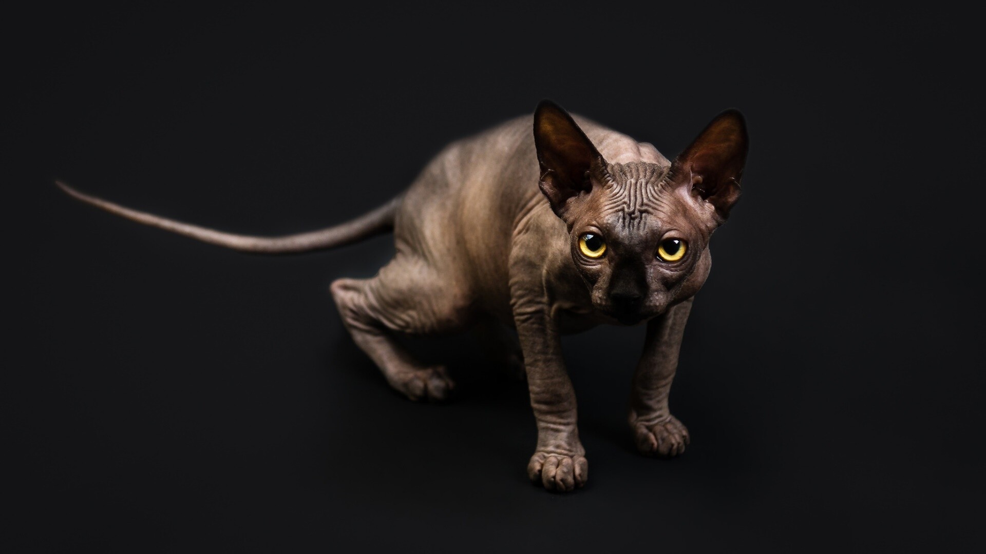 Sphynx: Originally named the Canadian hairless, Cat breed. 1920x1080 Full HD Wallpaper.