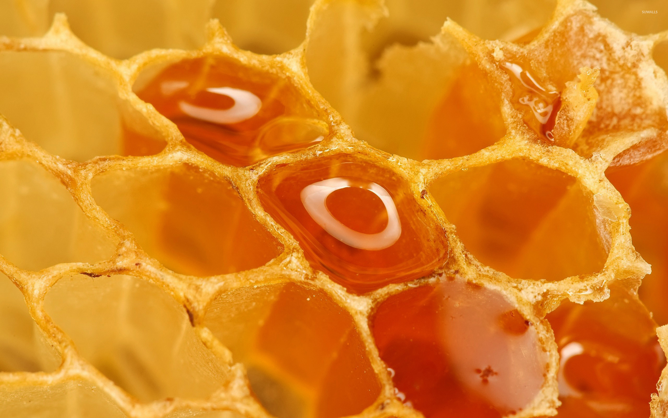 Honey: Honeycomb, Wax, Natural material. 2560x1600 HD Background.