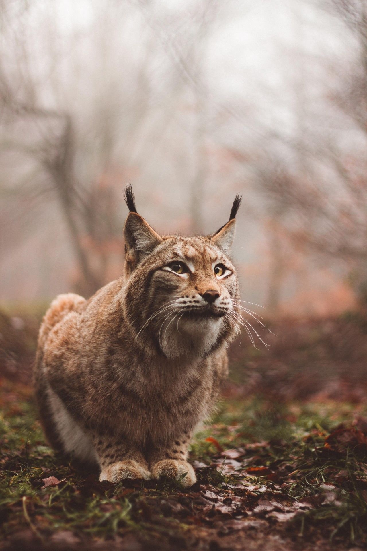 Lynx, Beautiful wild cat, Exquisite fur, Enchanting beauty, 1280x1920 HD Phone