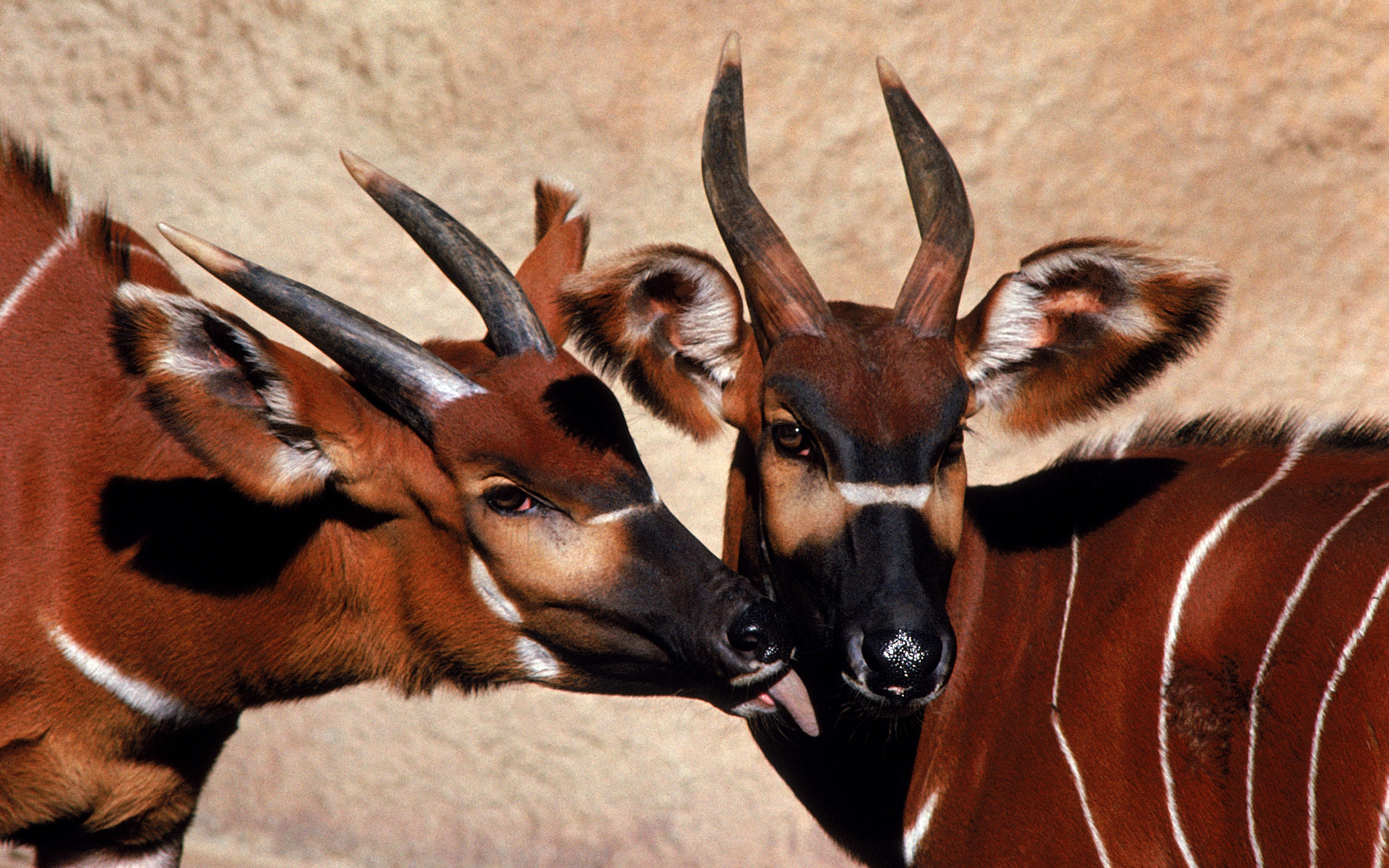 Animal antelope, High-resolution wallpaper, Beautiful creature, Wildlife photography, 2560x1600 HD Desktop