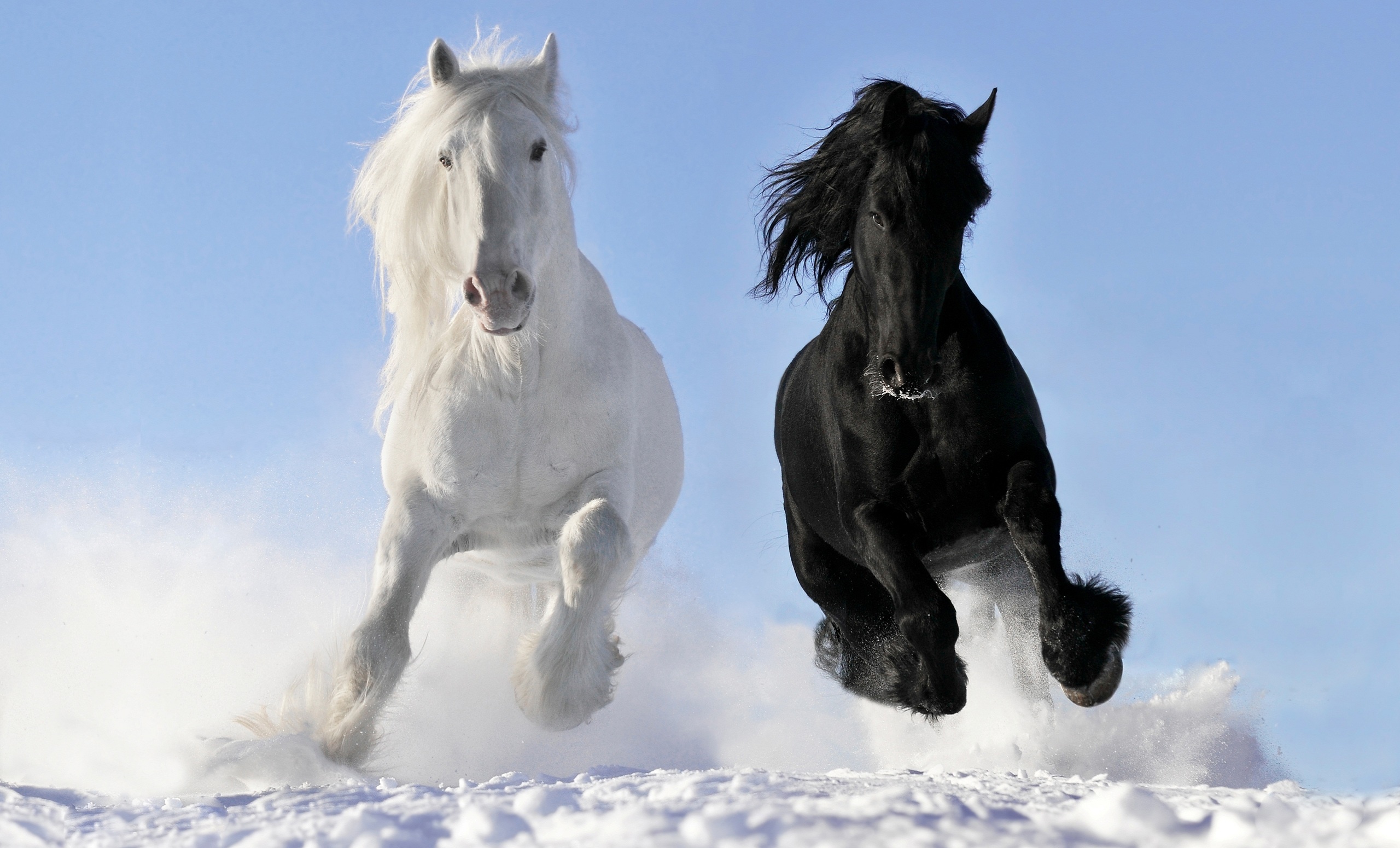 Winter horses, Snowy landscape, Majestic animals, Cold weather, 2560x1550 HD Desktop