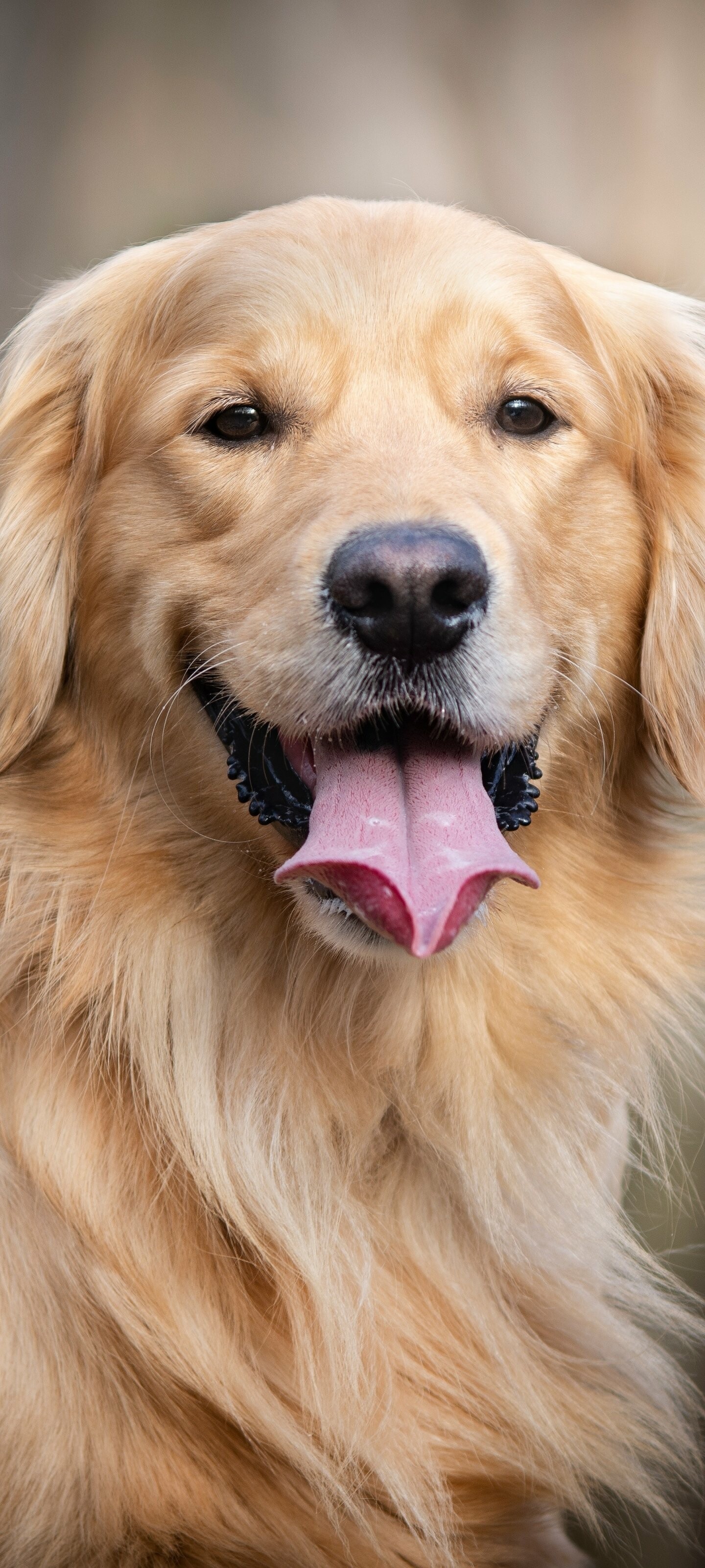 Golden Retriever: The broad head, with its friendly and intelligent eyes, short ears, and straight muzzle, is a breed hallmark, Companion dog. 1440x3200 HD Background.