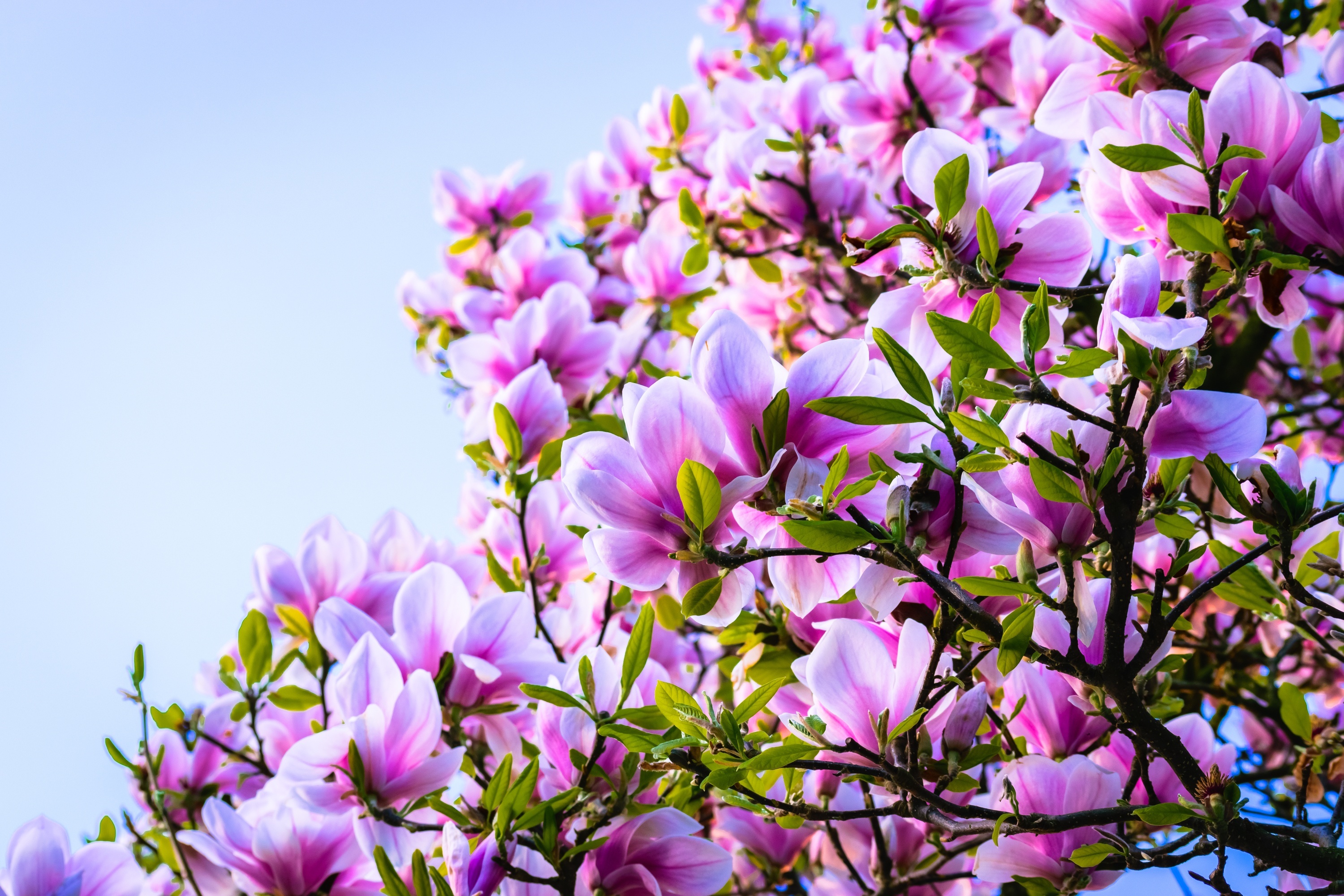 Magnolia beauty, Captivating wallpaper, HD background, Nature photography, 3000x2000 HD Desktop