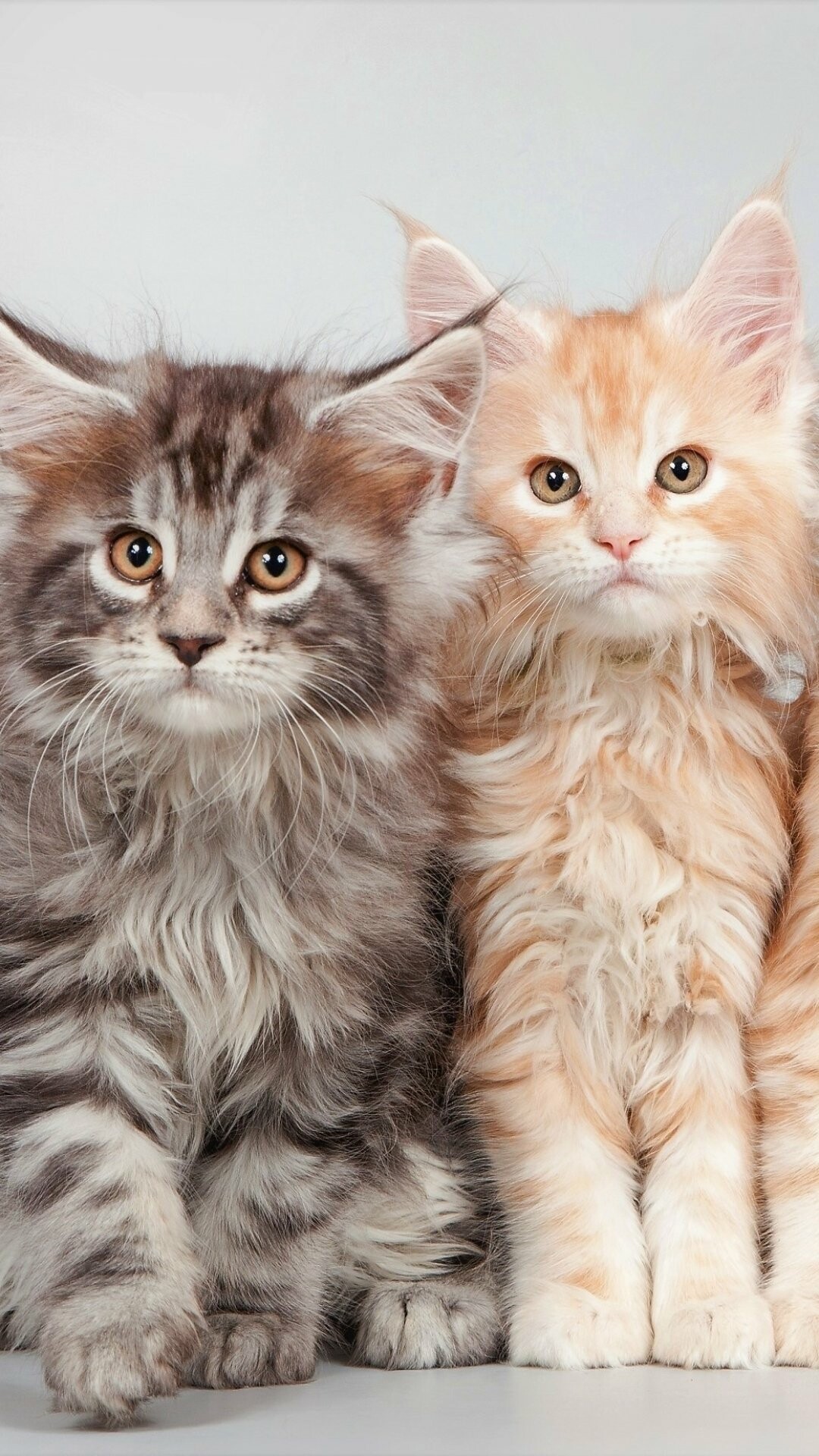 Maine Coon: They coexist peacefully with other household pets, including other cats and cat-friendly dogs. 1080x1920 Full HD Wallpaper.