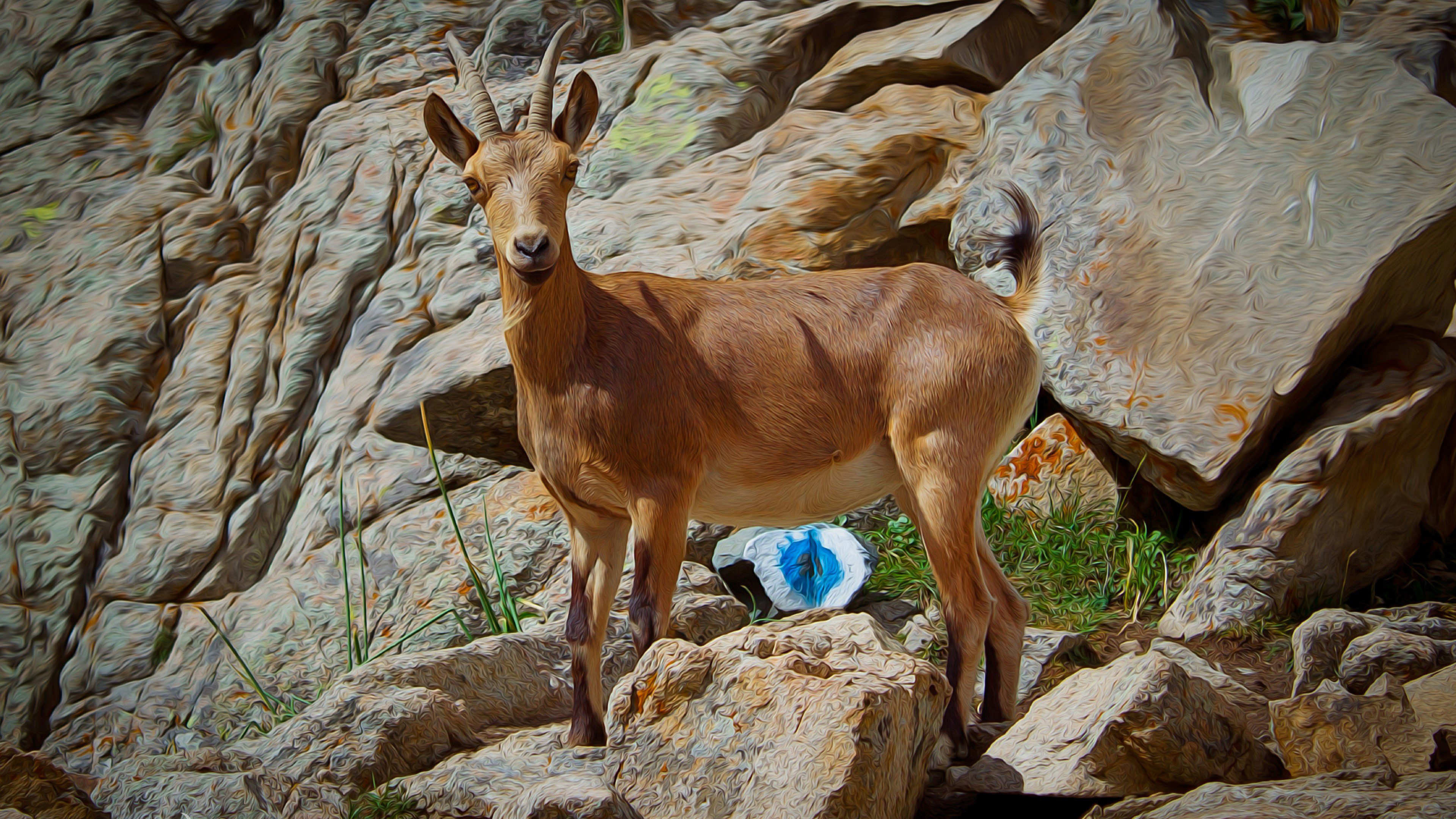 Mountain goat, Majestic creature, breathtaking view, Nature's beauty, 3840x2160 4K Desktop