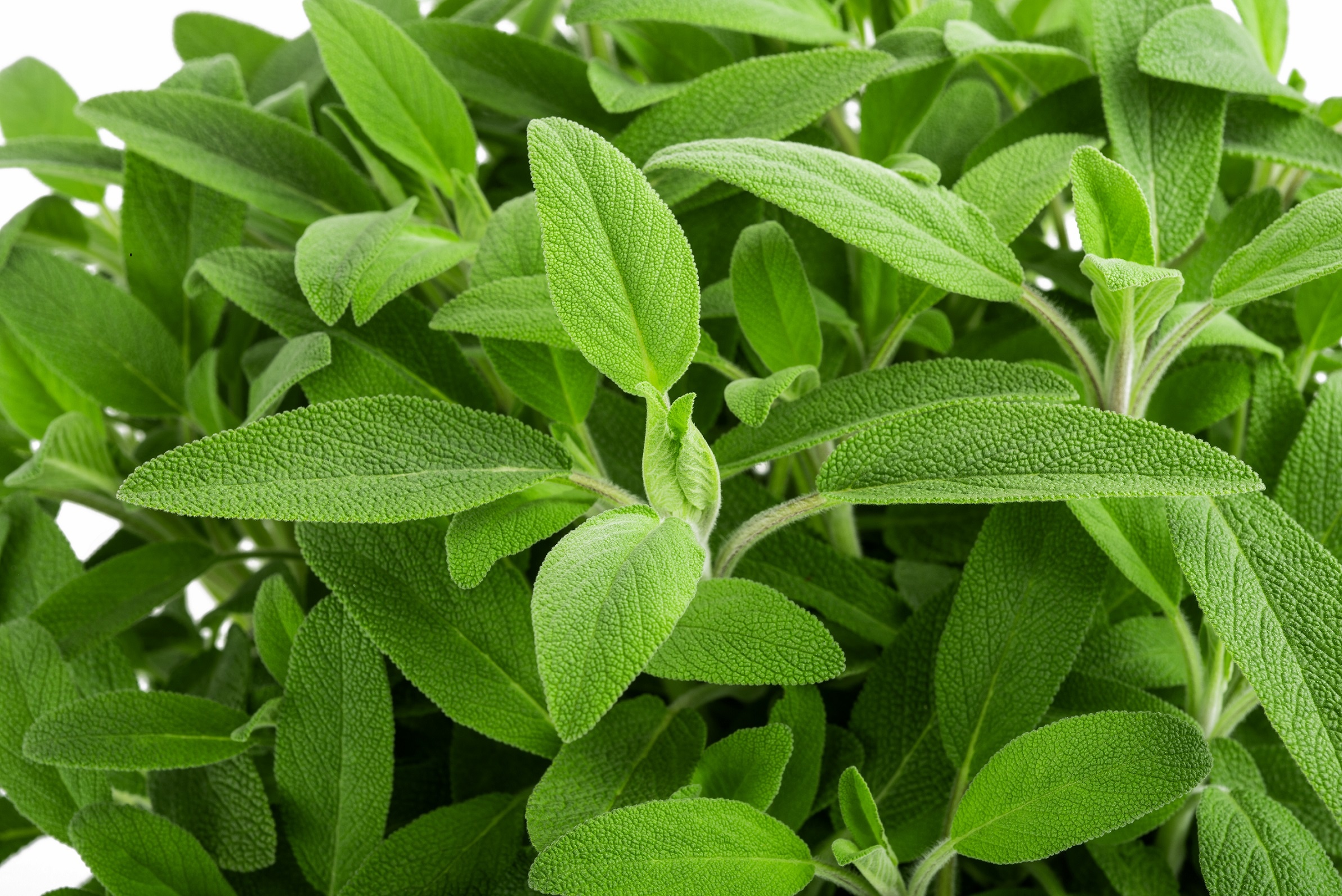 Sage's healing effects, Culinary spice, Medicinal recipes, Herbal remedies, 2390x1600 HD Desktop