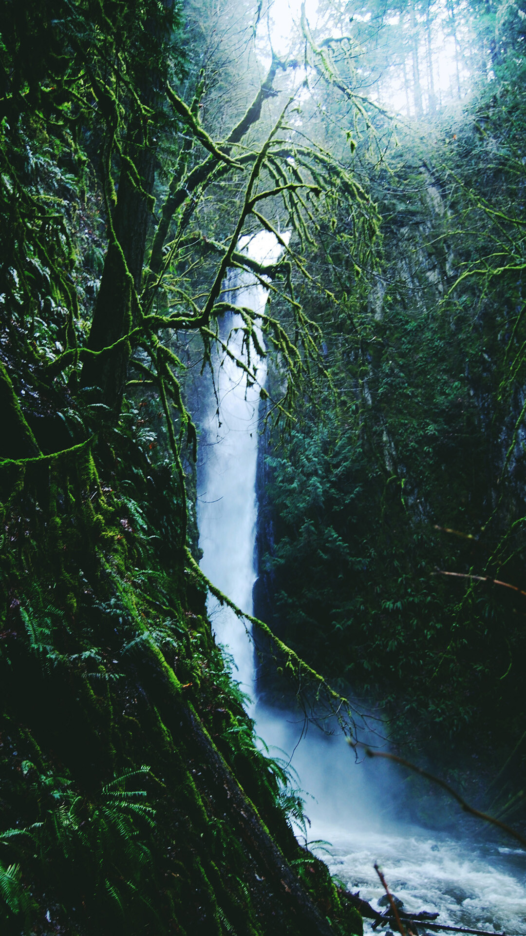 Rainforest: Produce about 20% of the Earth's oxygen, Green area. 1080x1920 Full HD Background.