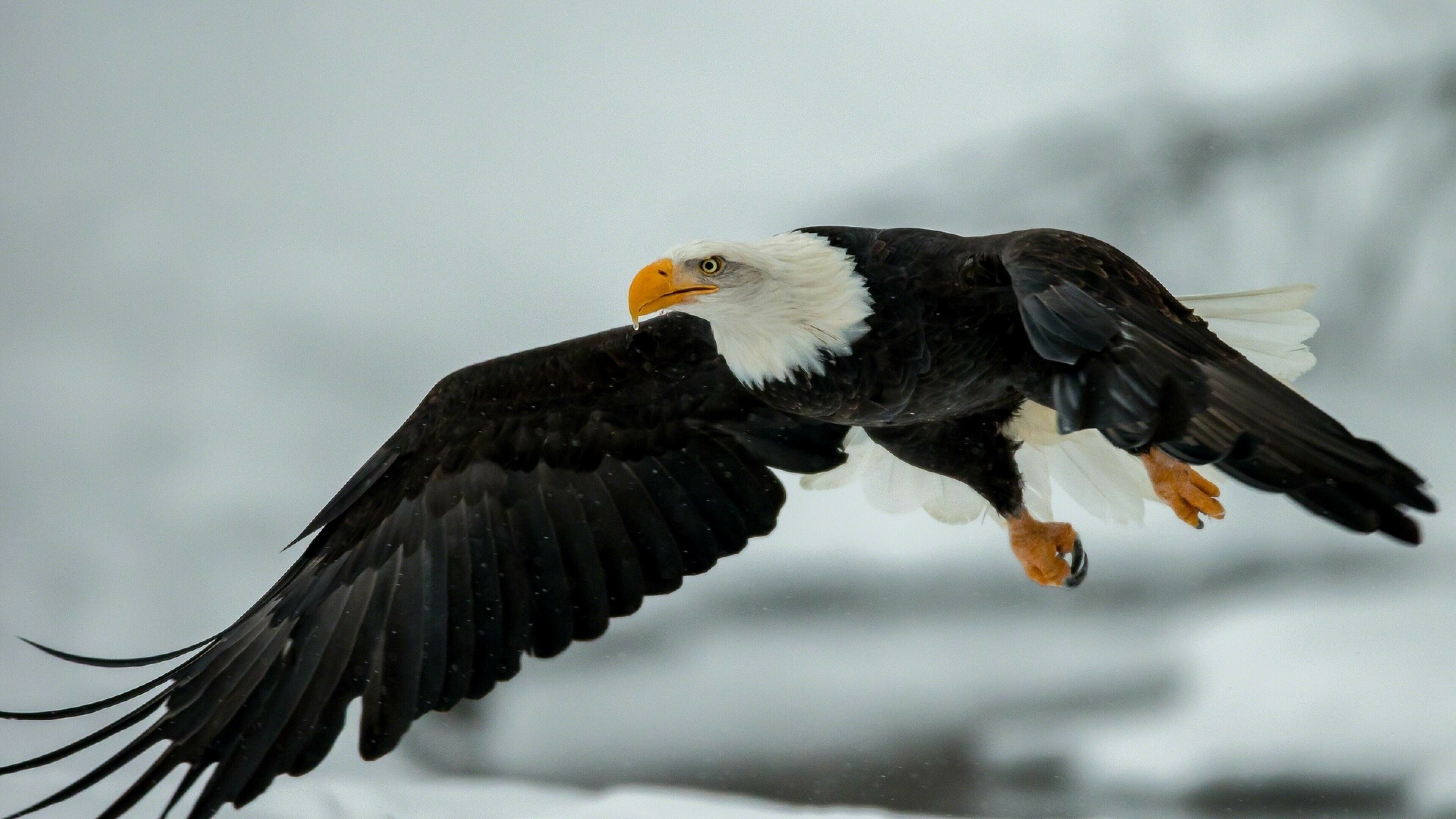 Eagle: The female of all known species of eagles is larger than the male. 3840x2160 4K Wallpaper.