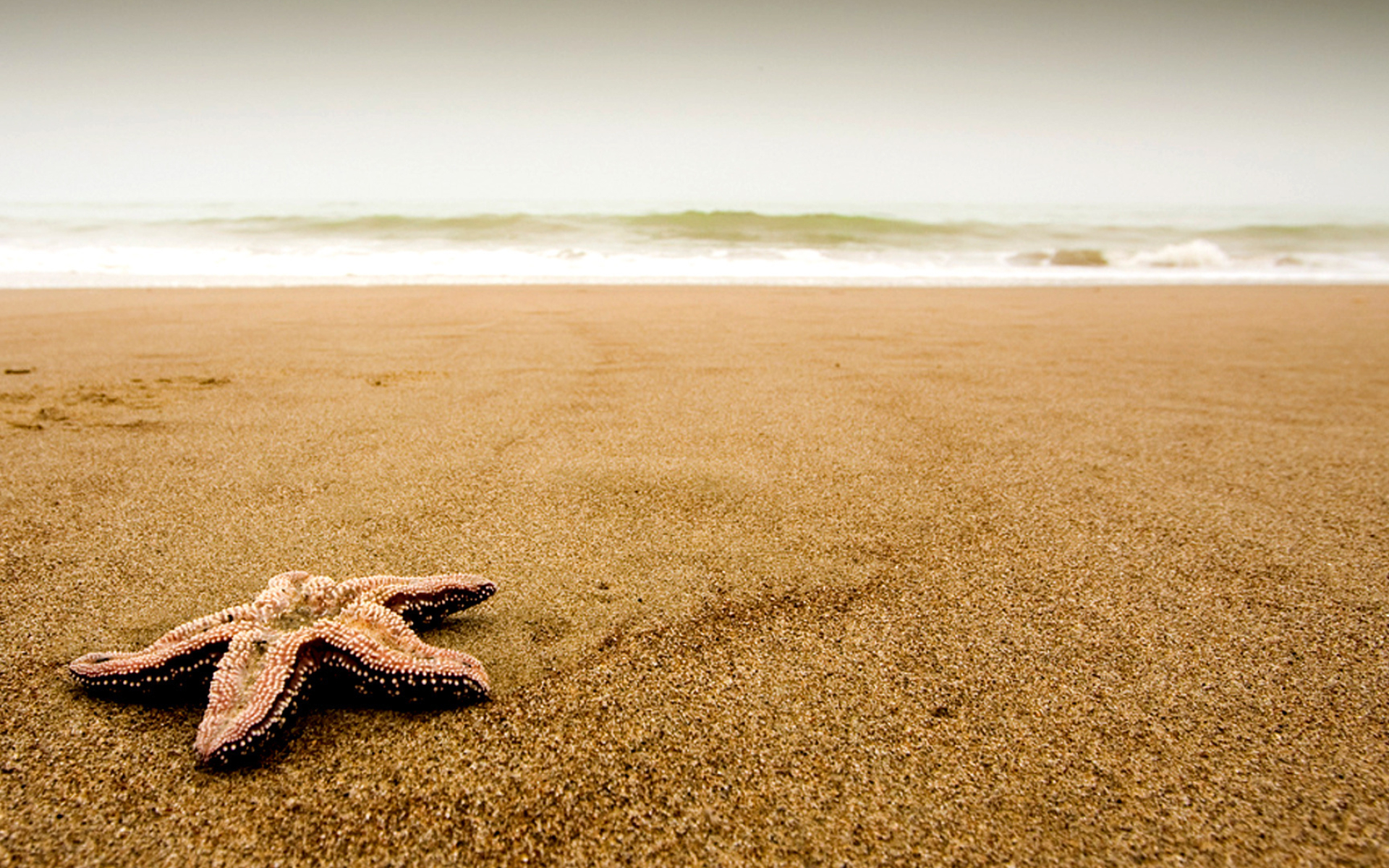 Sea Star: Starfish at the beach, Can only live in salt water. 1920x1200 HD Background.