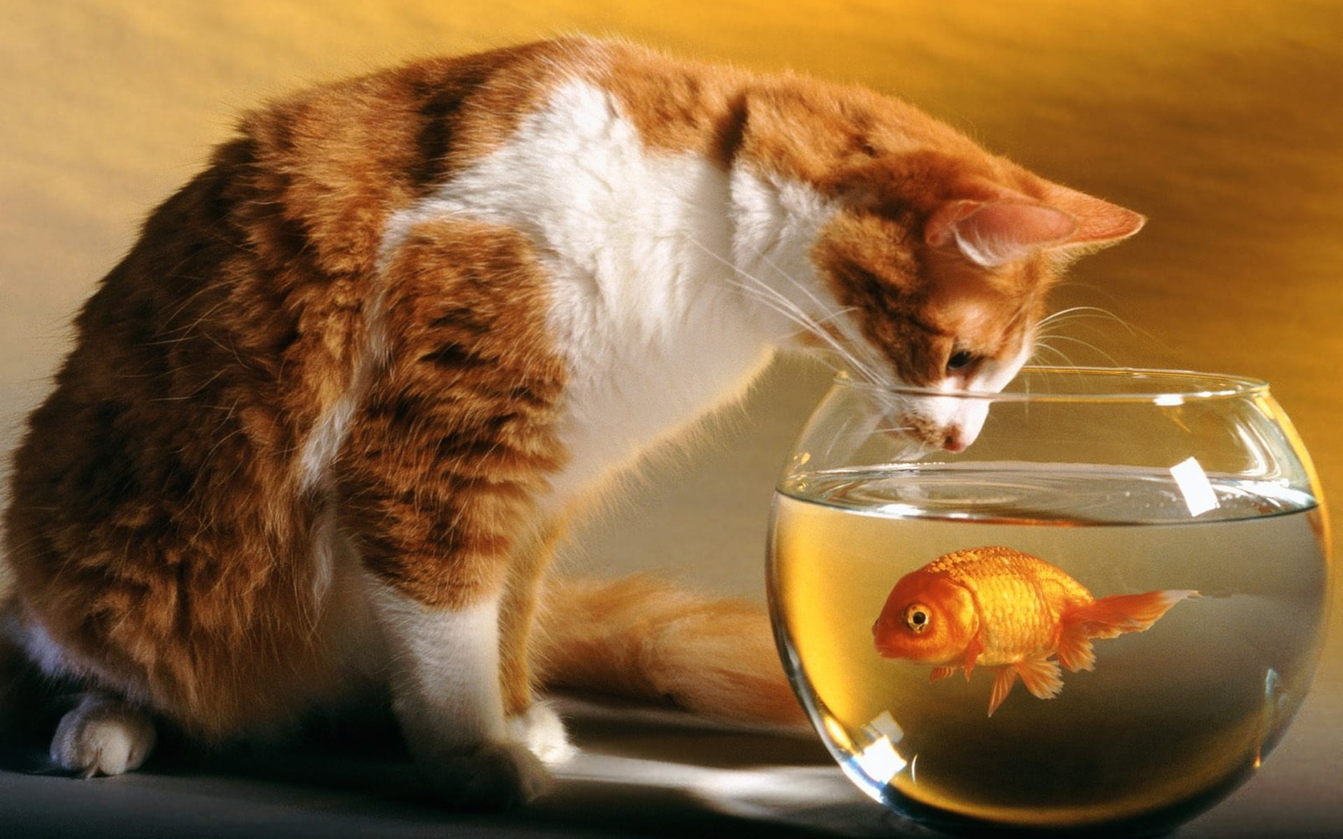 Fishbowl, tabby cat, fish in fishbowl, HD wallpaper, 1920x1200 HD Desktop