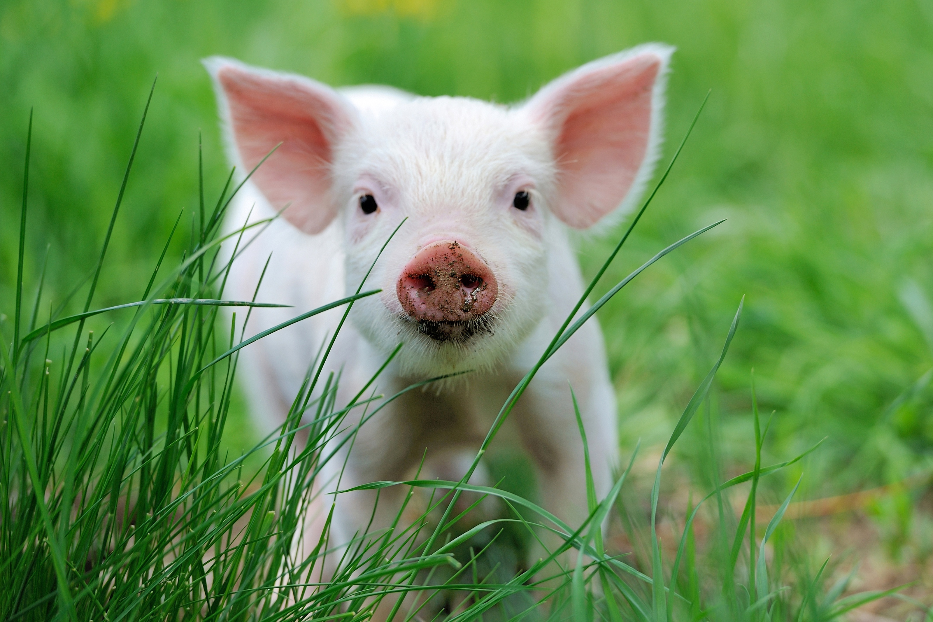Curly-tailed pig, Playful piglets, Cute farm animals, Adorable pink pig, 3200x2140 HD Desktop