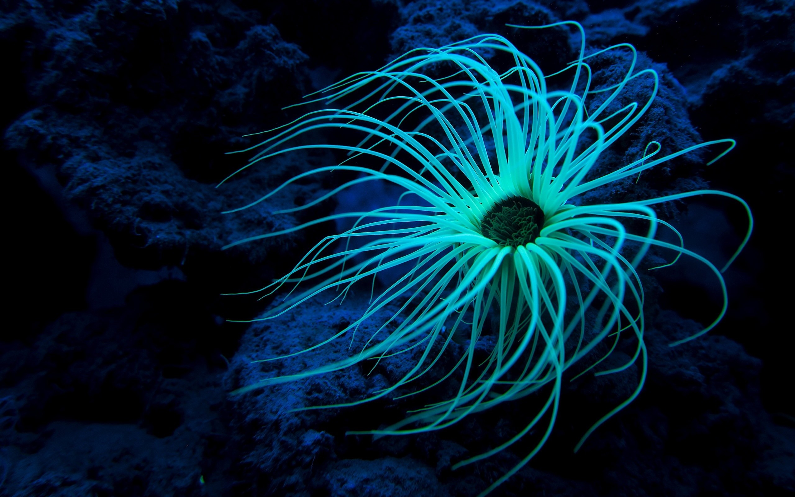Diverse sea life, Marvels of the ocean, Underwater paradise, Picture-perfect wallpapers, 2560x1600 HD Desktop