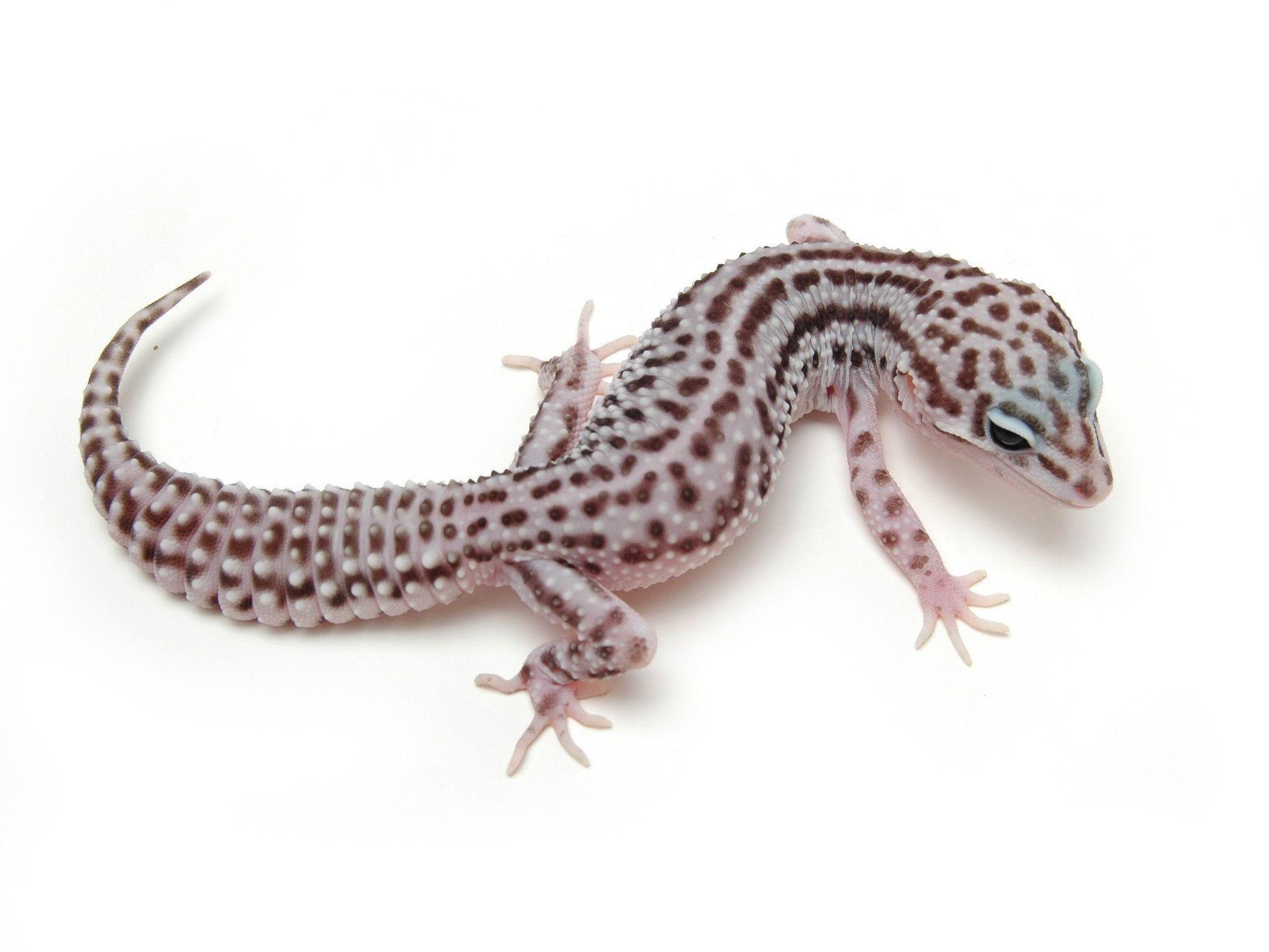 Gecko: Eublepharis macularius, First described as a species by zoologist Edward Blyth in 1854. 2050x1540 HD Background.