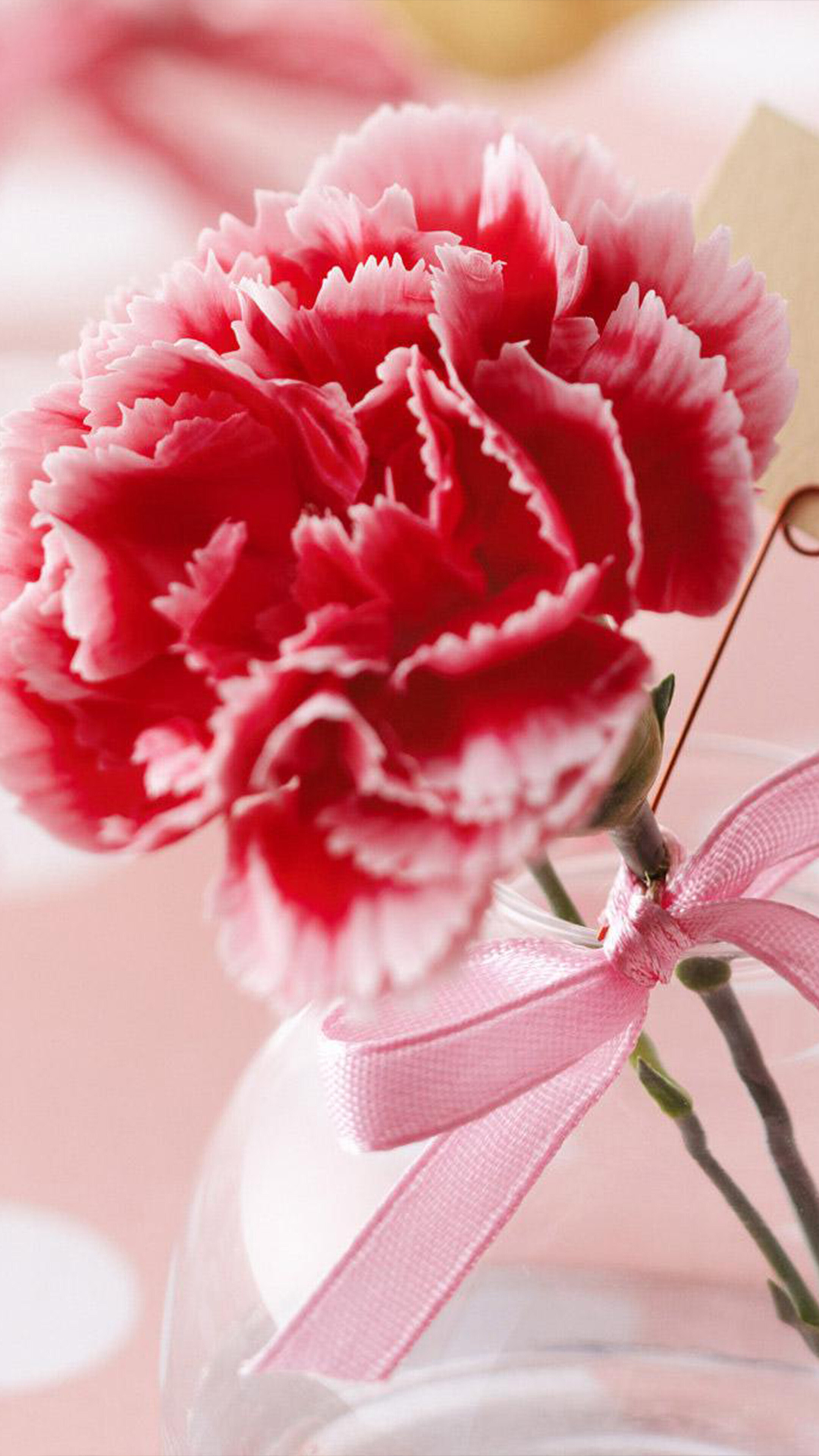 Carnation: A herbaceous perennial plant growing up to 80 cm tall, Flower, Petals. 2160x3840 4K Wallpaper.