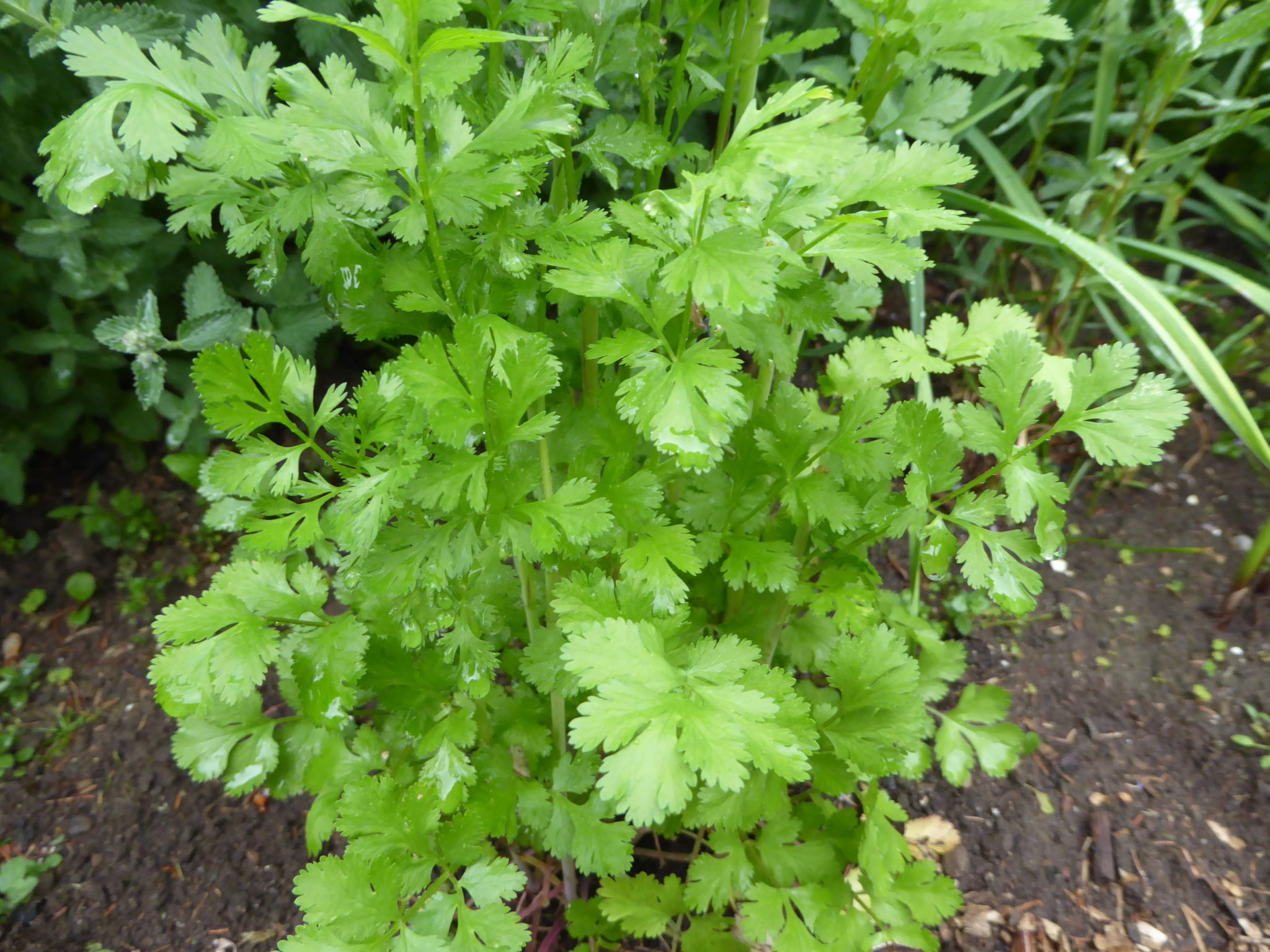 Free cilantro images, Herb photography, Visuals for recipes, Culinary inspiration, 2050x1540 HD Desktop