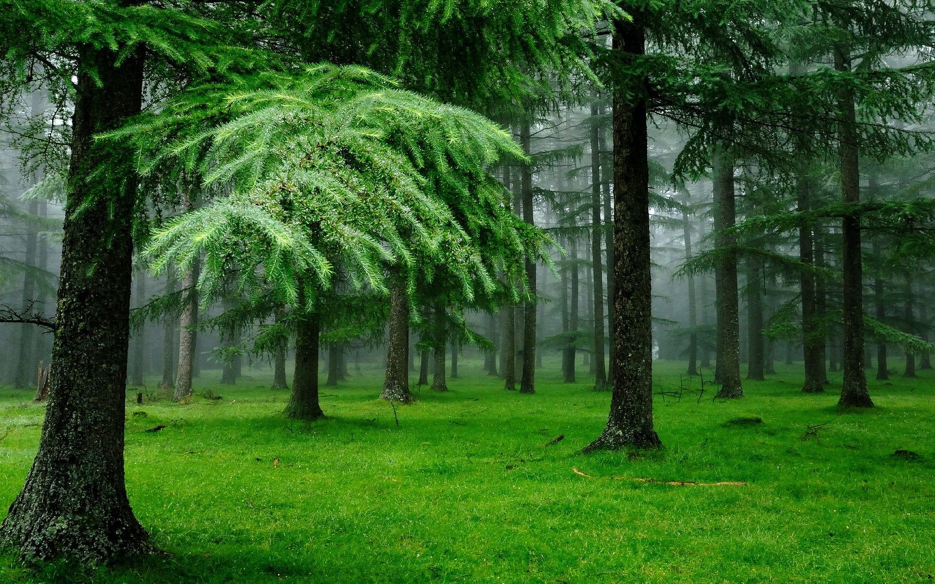 Majestic spruce forest, Enchanting scenery, Nature's sanctuary, Tree canopy, 1920x1200 HD Desktop