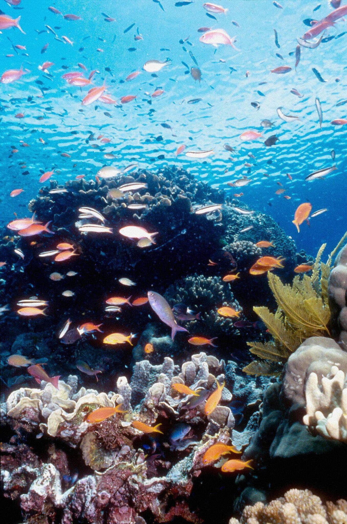 Great Barrier Reef: The GBR, extending 2,000 kilometers along Queensland's coast, Australia. 1360x2050 HD Background.