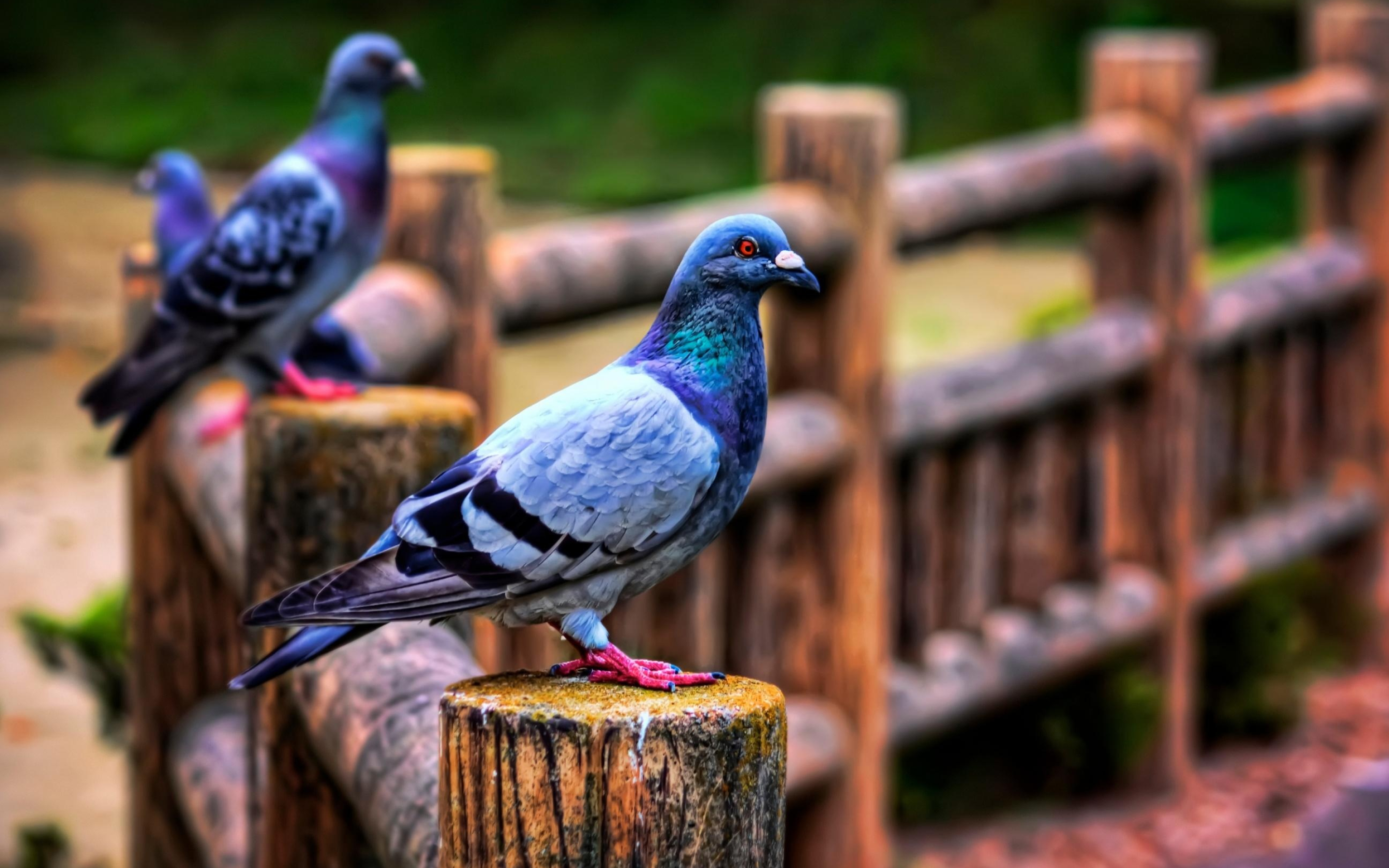 Pigeon: Doves mate for life and can breed up to six times per year. 2880x1800 HD Background.