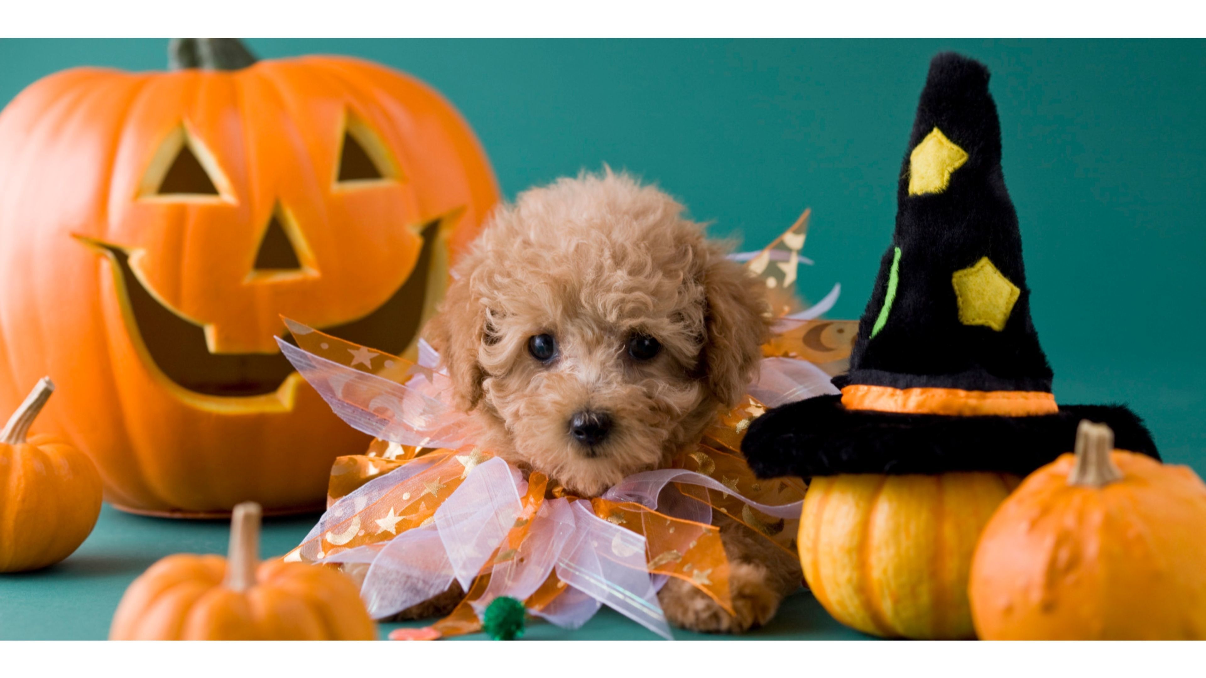 Halloween pets, Cat and dog, Halloween wallpapers, Cute companions, 3840x2160 4K Desktop