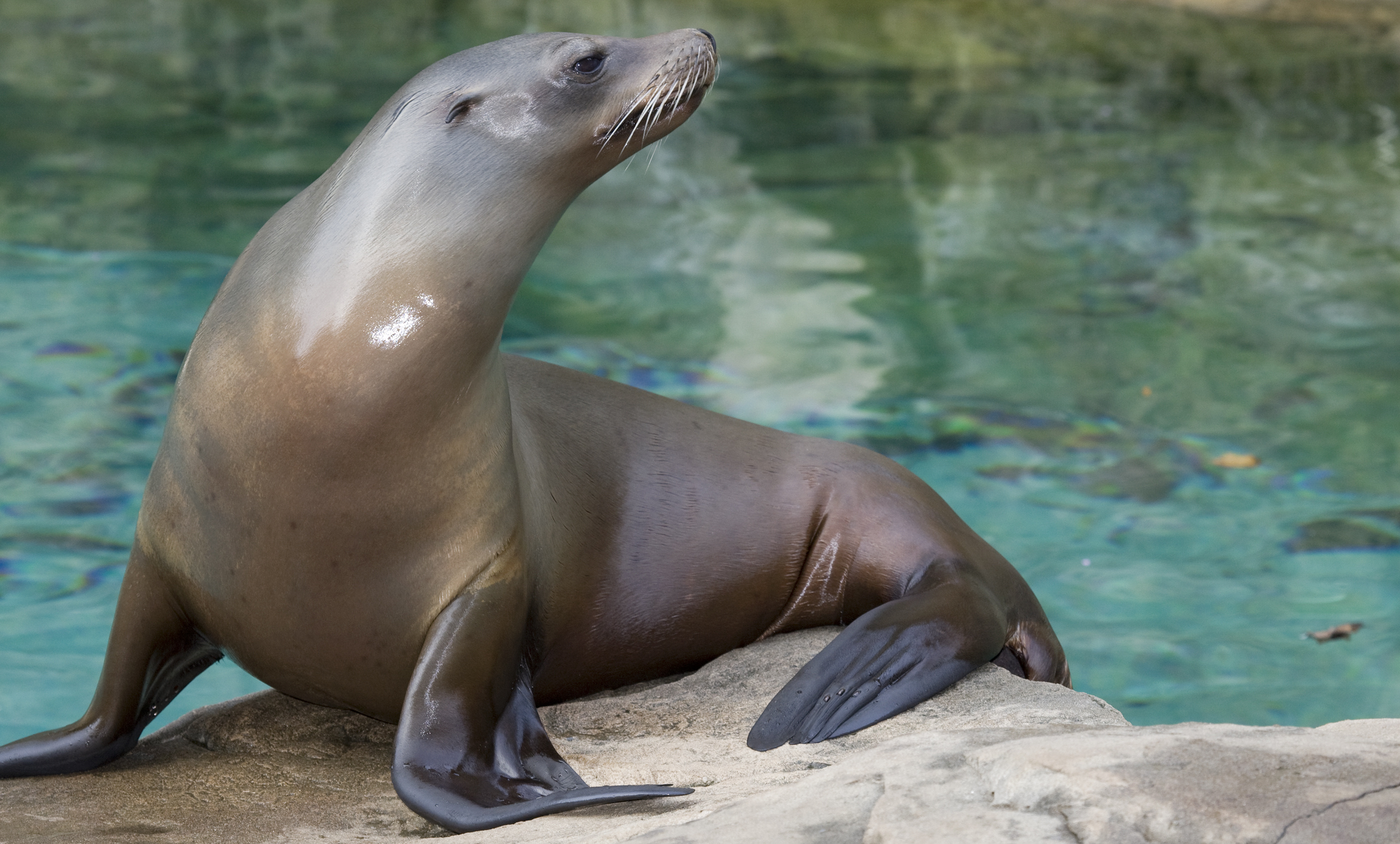 California sea lion, Smithsonians National Zoo, Captivating marine creatures, Coastal wonders, 2800x1690 HD Desktop