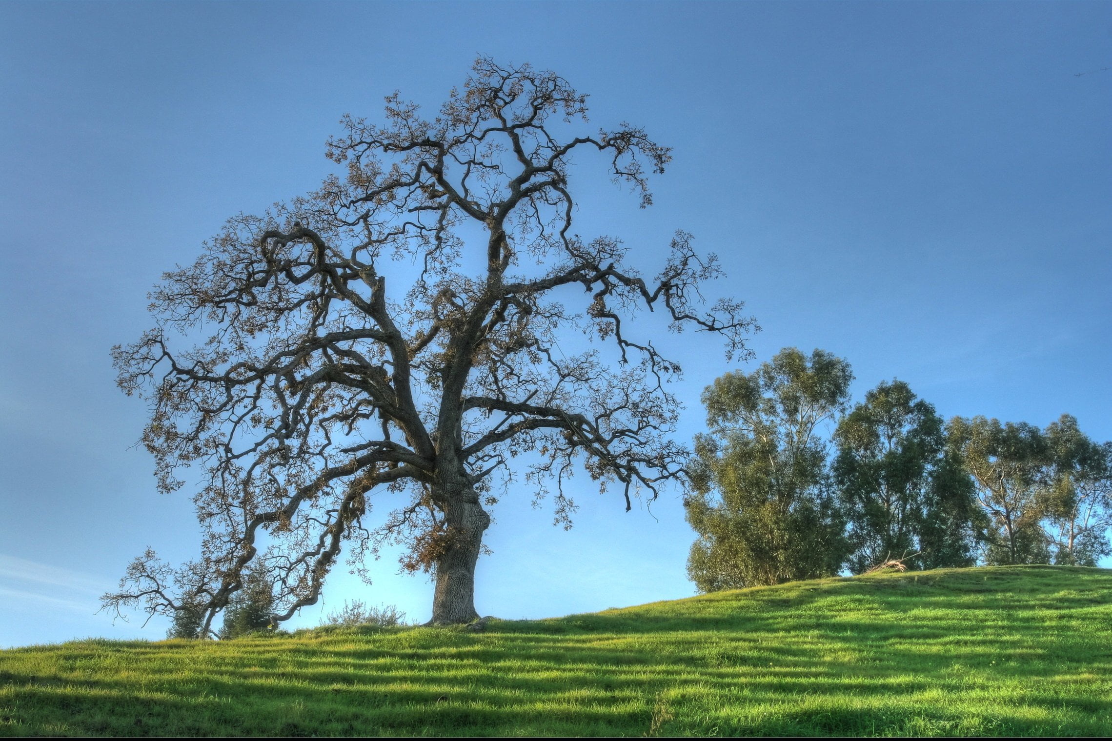 Oak Tree, Trees on hill, Clear blue sky, Oak trees wallpaper, 2280x1520 HD Desktop