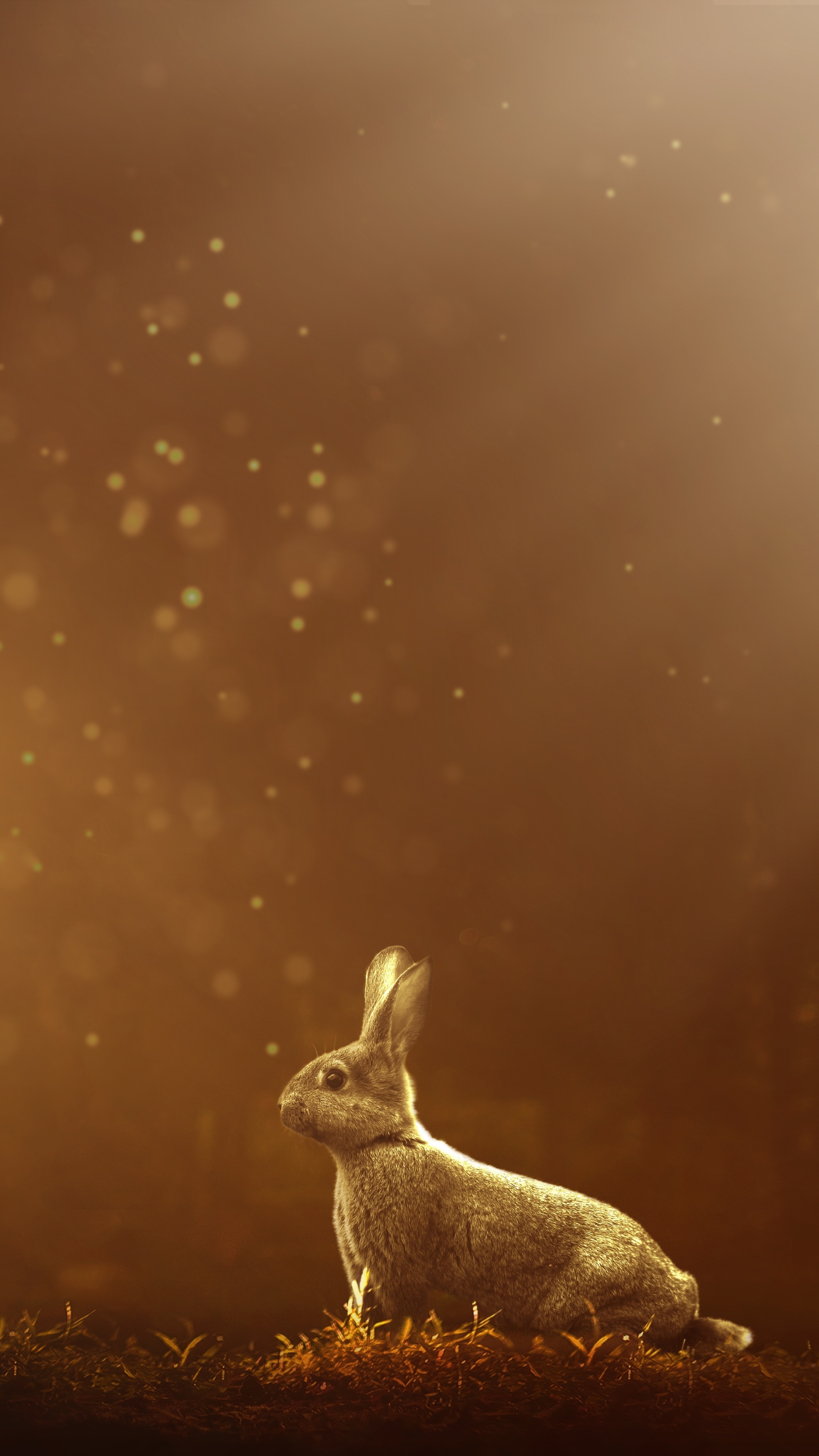 Rabbit wallpapers, Sony Xperia wallpapers, HD/4K images, Stunning bunny pictures, 2160x3840 4K Phone