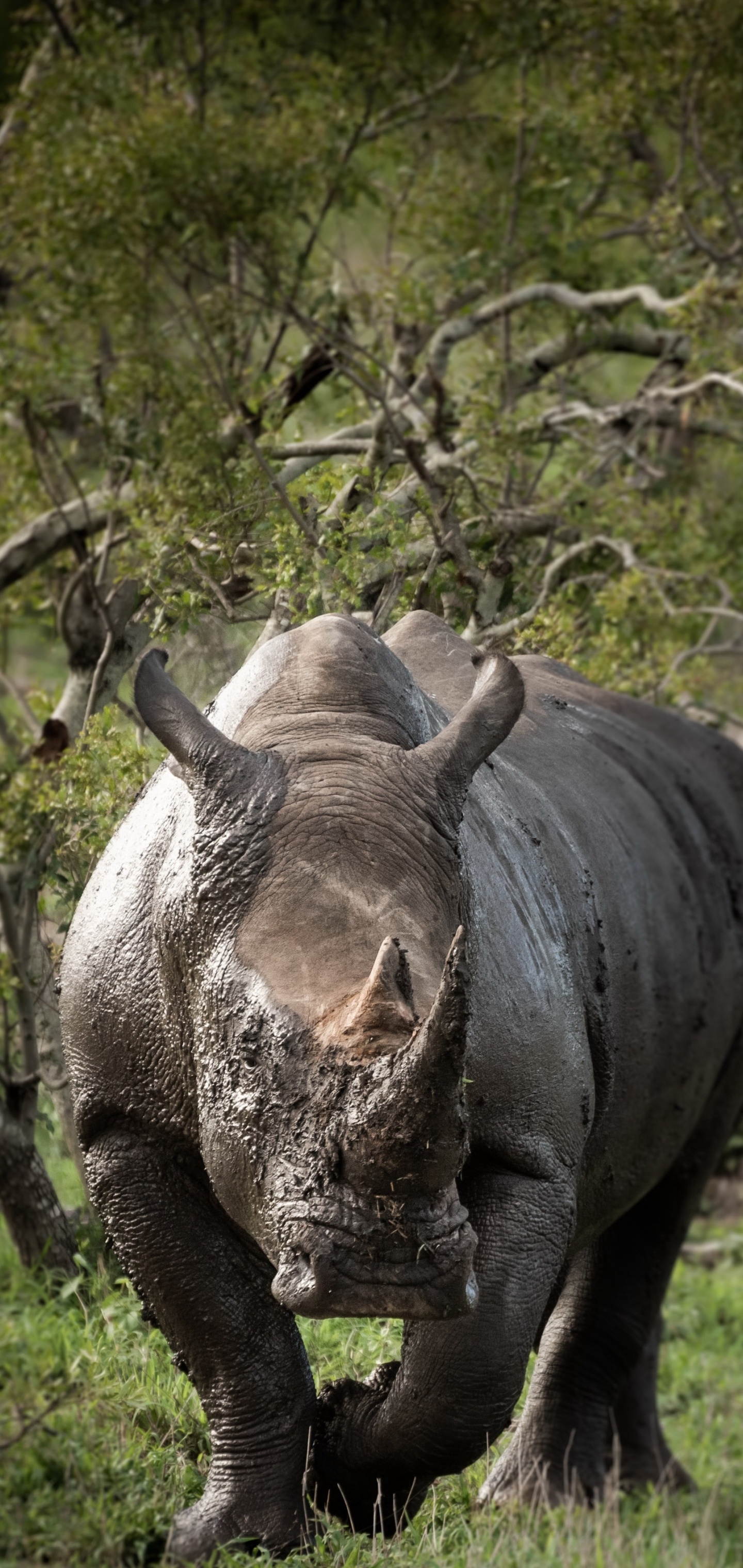 Rhino animal, Powerful rhino depiction, Majestic wildlife image, Rhino in natural habitat, 1440x3040 HD Phone