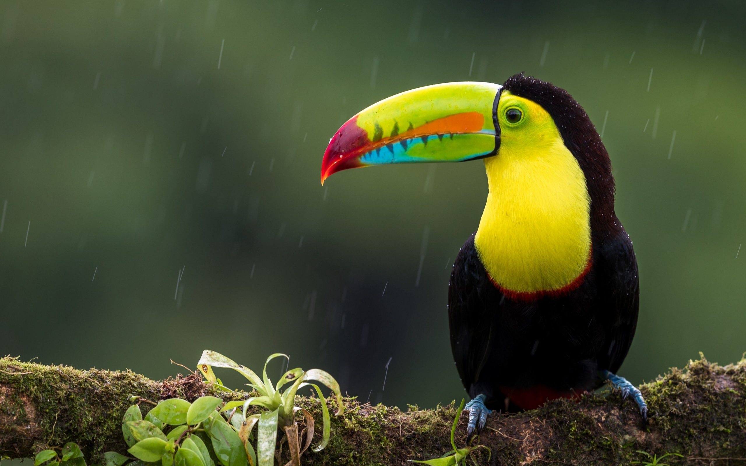 Toucan pictures, Nature's artwork, Colorful feathers, Wallpaper collection, 2560x1600 HD Desktop