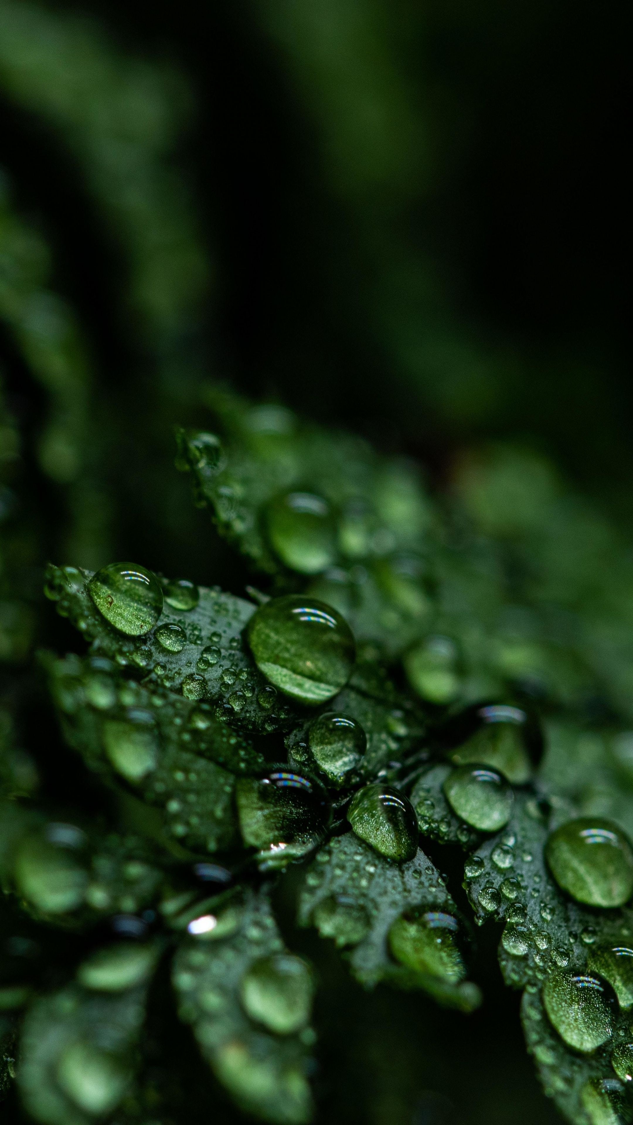Green Leaf: The amazing aesthetic of close-up dark green leaves covered with raindrops. 2160x3840 4K Wallpaper.