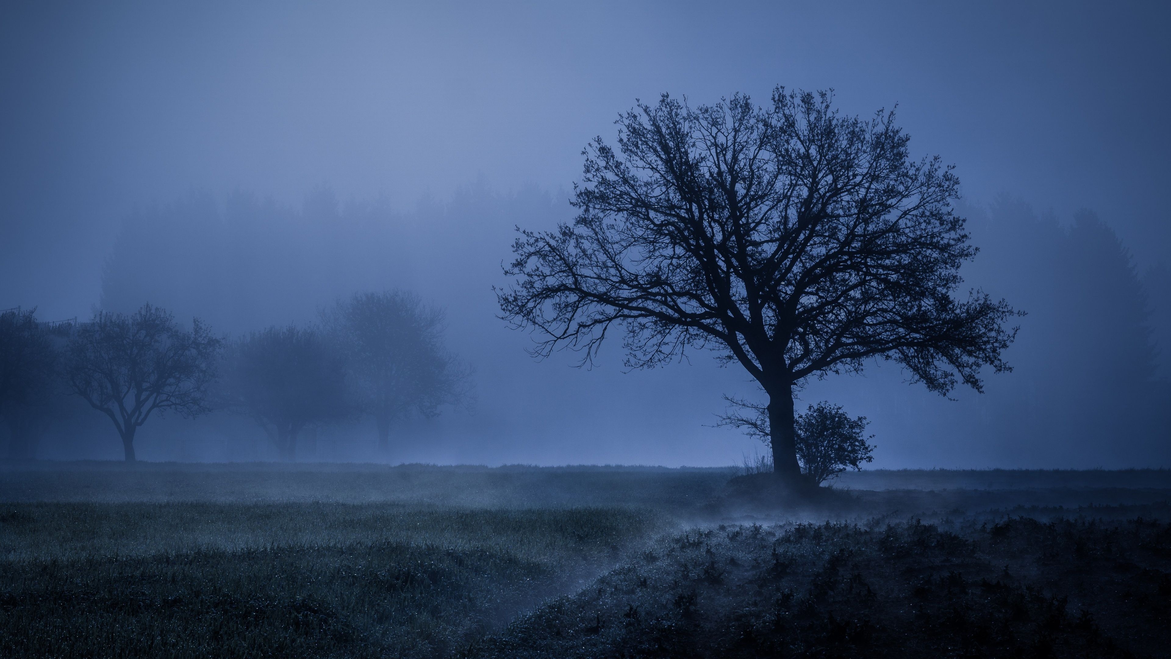 Haunted Forest, Foggy weather, Cold landscape, Blue trees, 3840x2160 4K Desktop