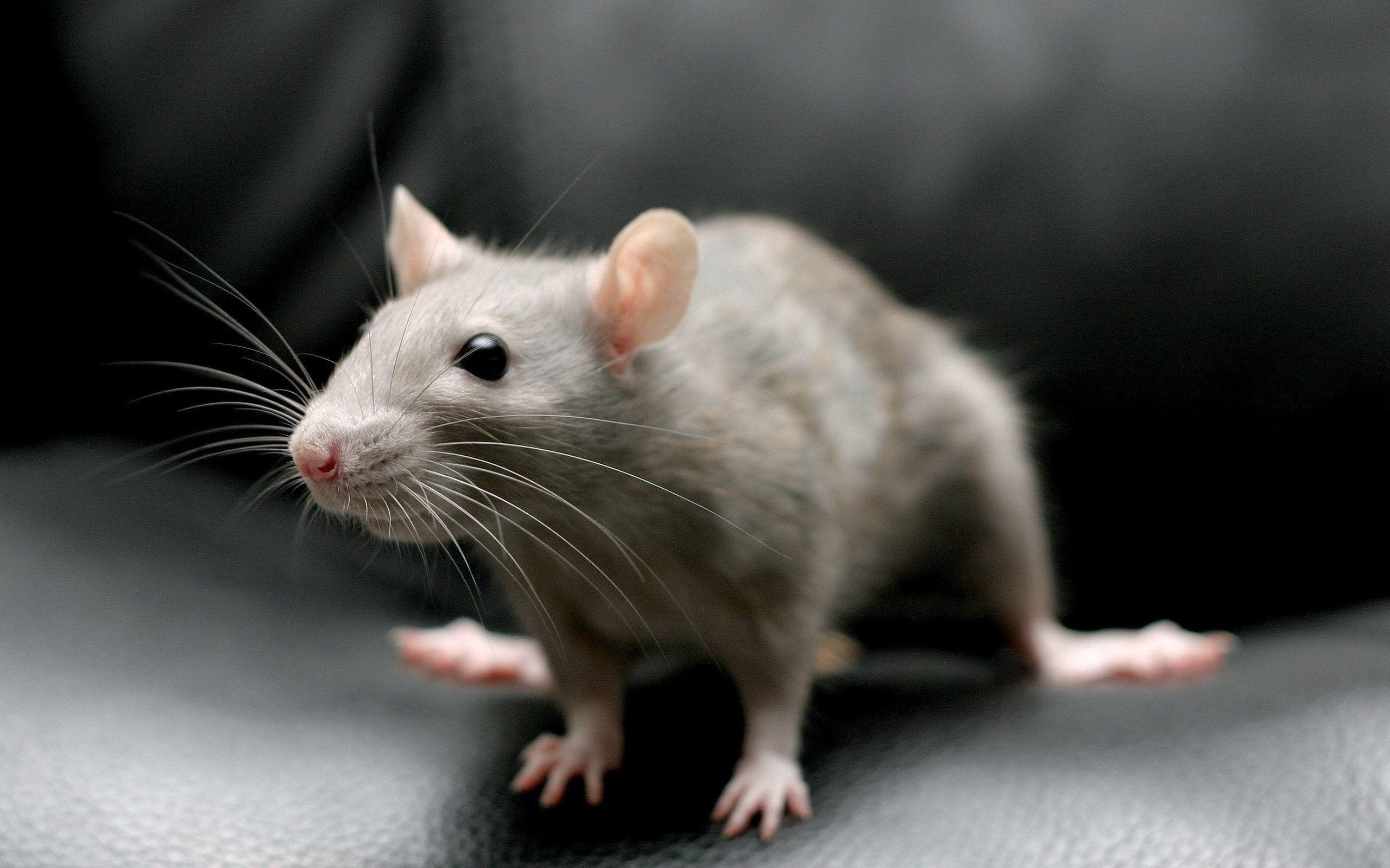 Top free rats wallpapers, Rodents, Cute creatures, Backgrounds, 2560x1600 HD Desktop