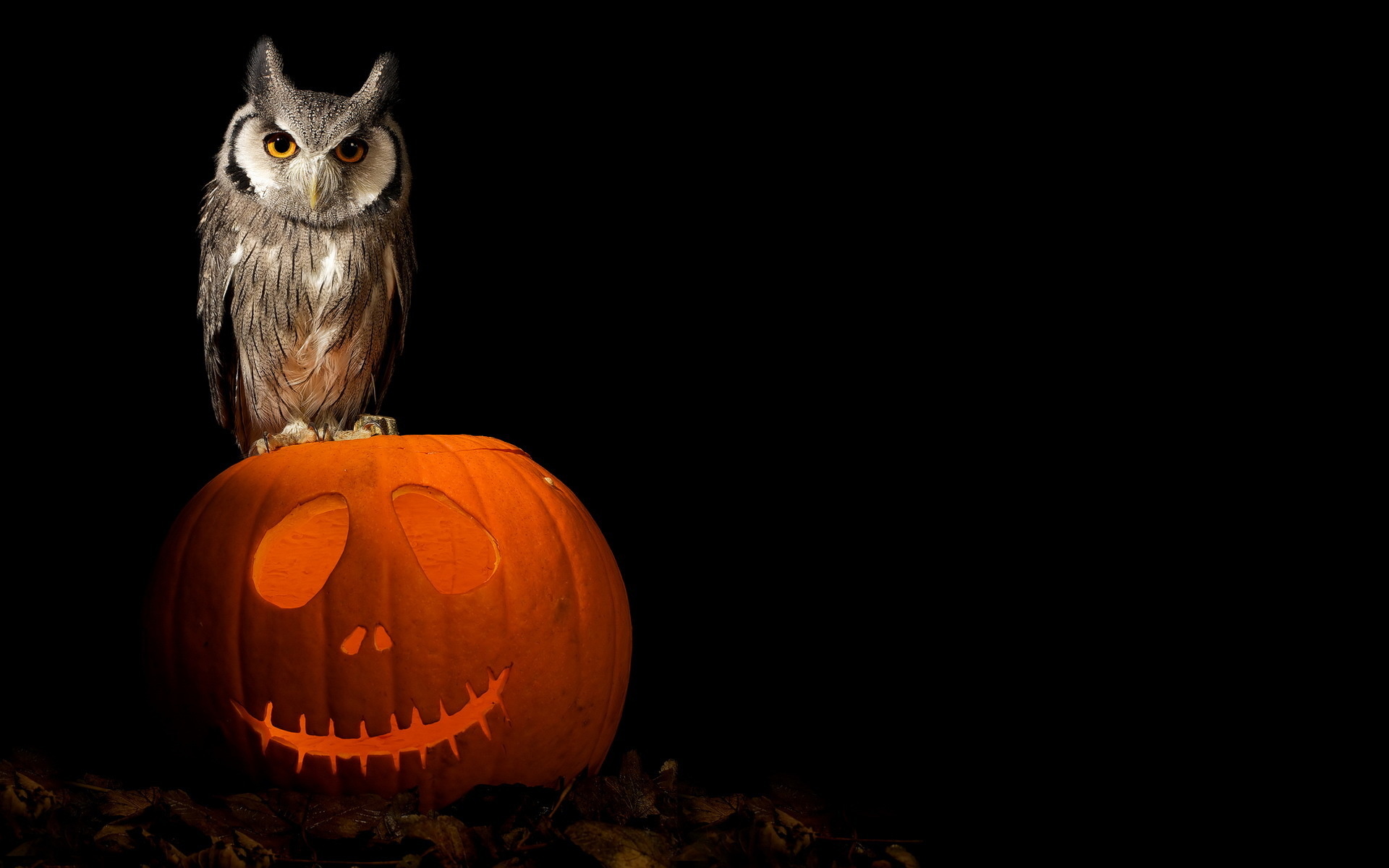 Halloween pets, Owl and pumpkin, Holiday animals, Festive atmosphere, 1920x1200 HD Desktop